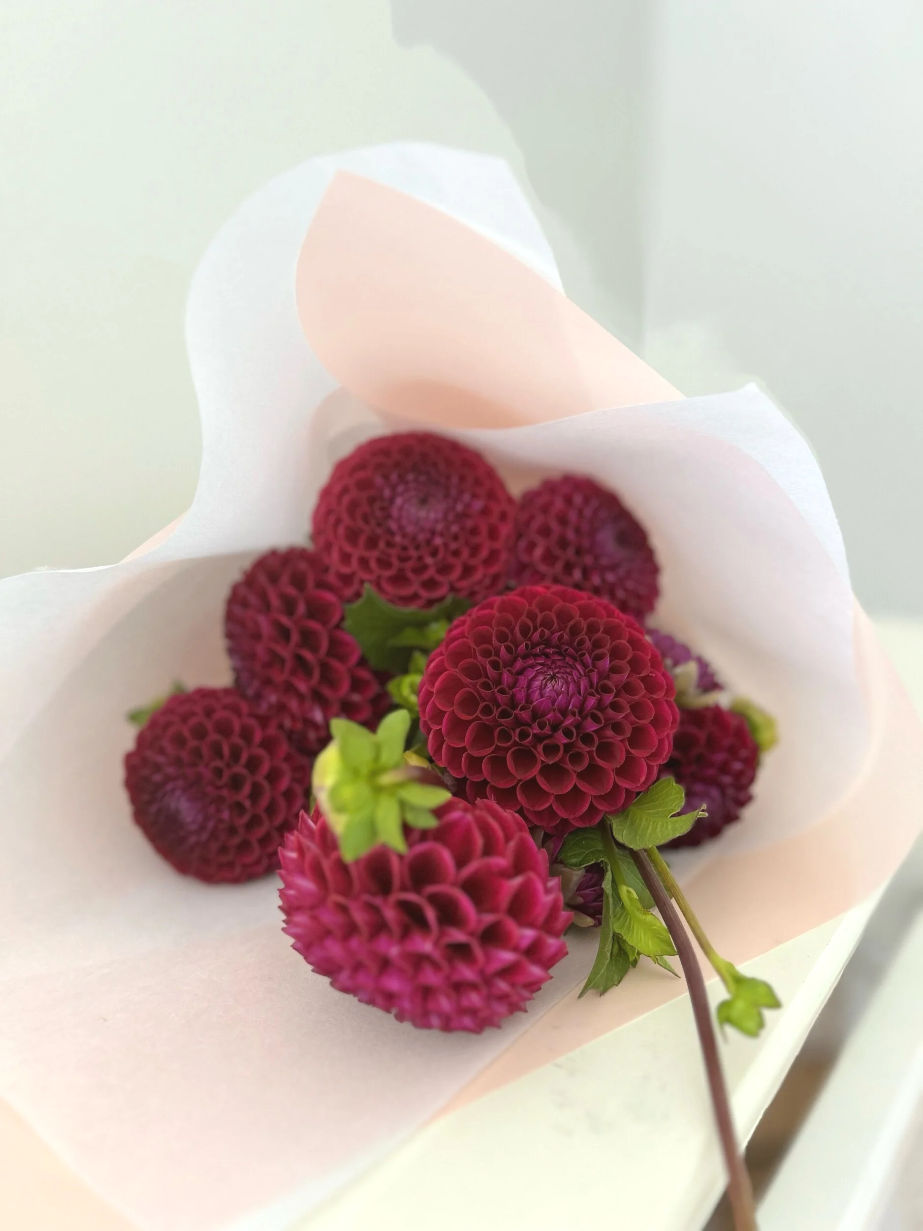 Dahlias locally grown flowers Bacchus Marsh.jpg