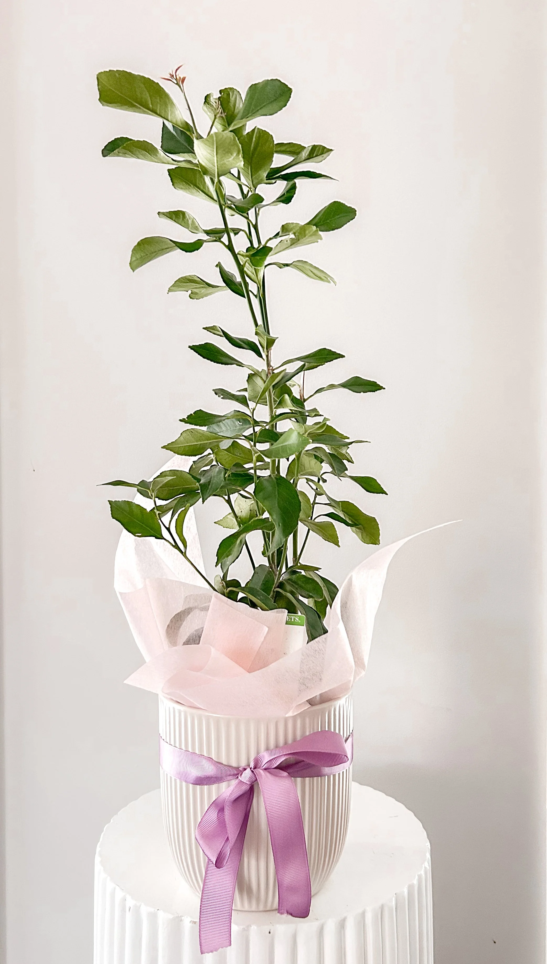 Lemon Tree | Potted Citrus Plant Gift Delivery