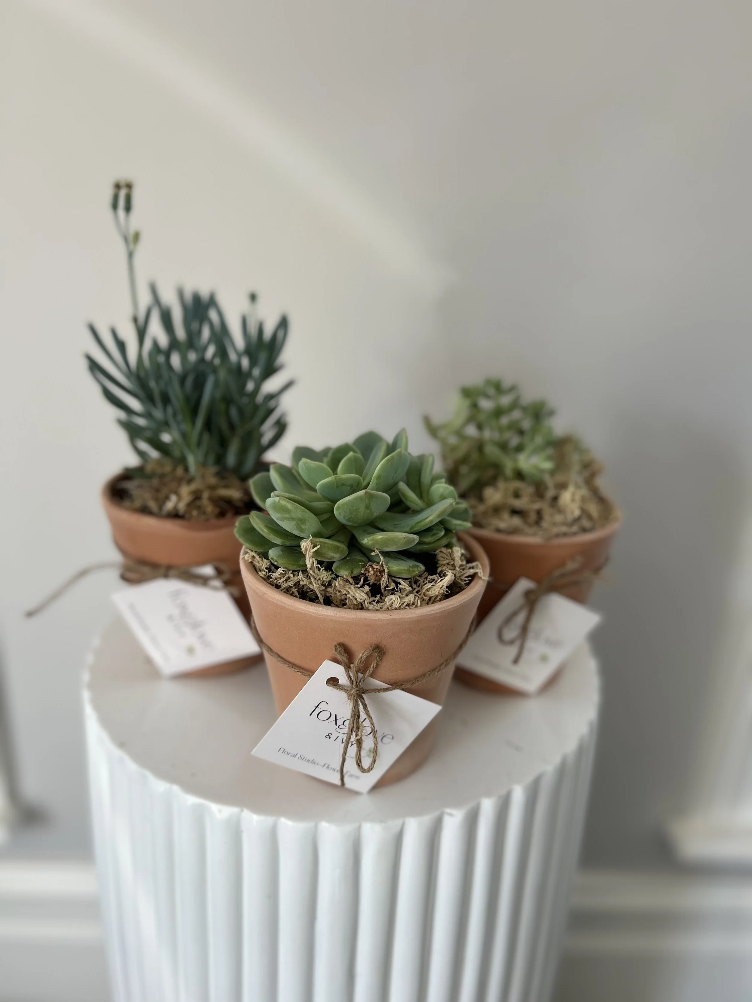 The Succulent Trio