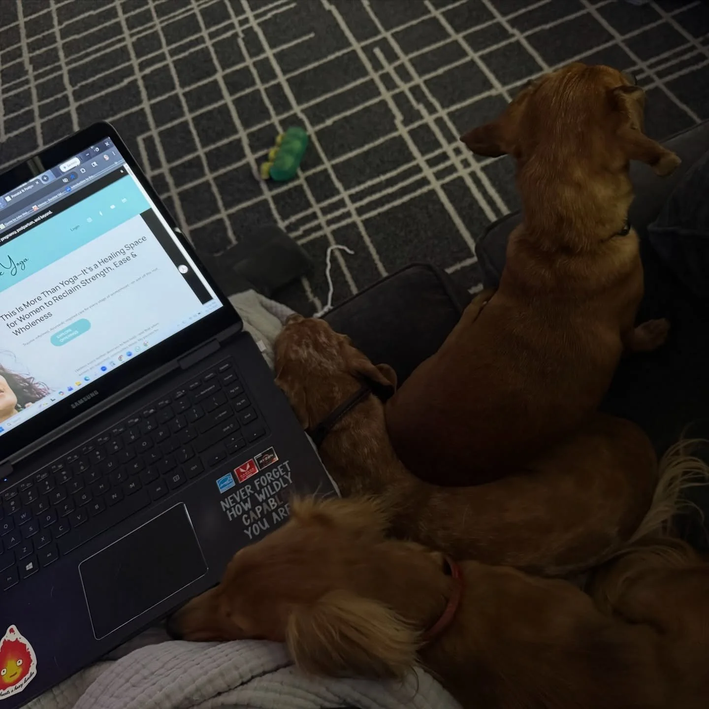 Getting some end of yea work done with the assistance of my four-legged nephews 💜