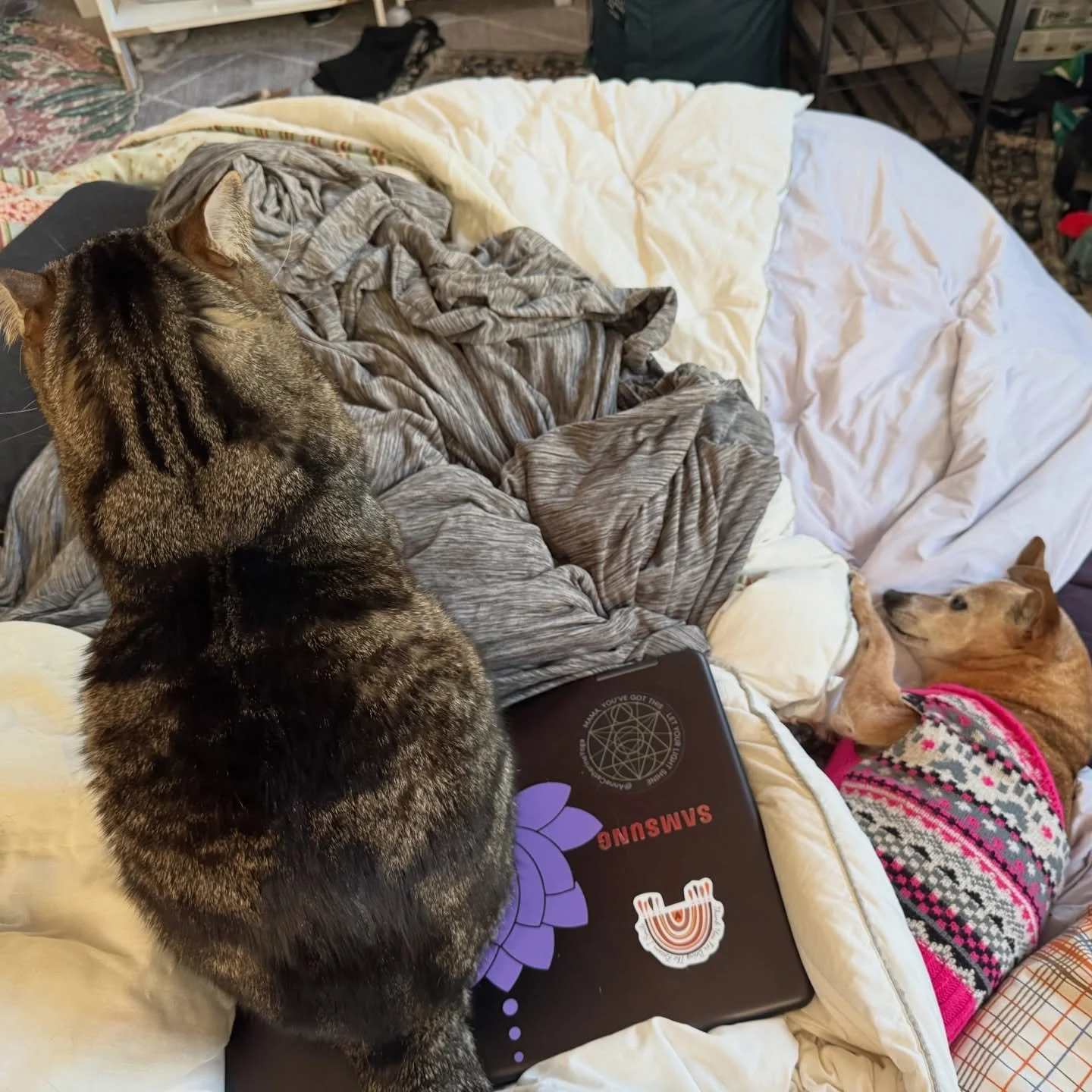 Such a helpful cat and dog. 
I am putting the final touches to my Pelvic Floor Wisdom - A Functional Guide for Every Season of Womanhood. 
This labor of love which I have been working on for months is almost ready for the world. And Oh My Goddess! It