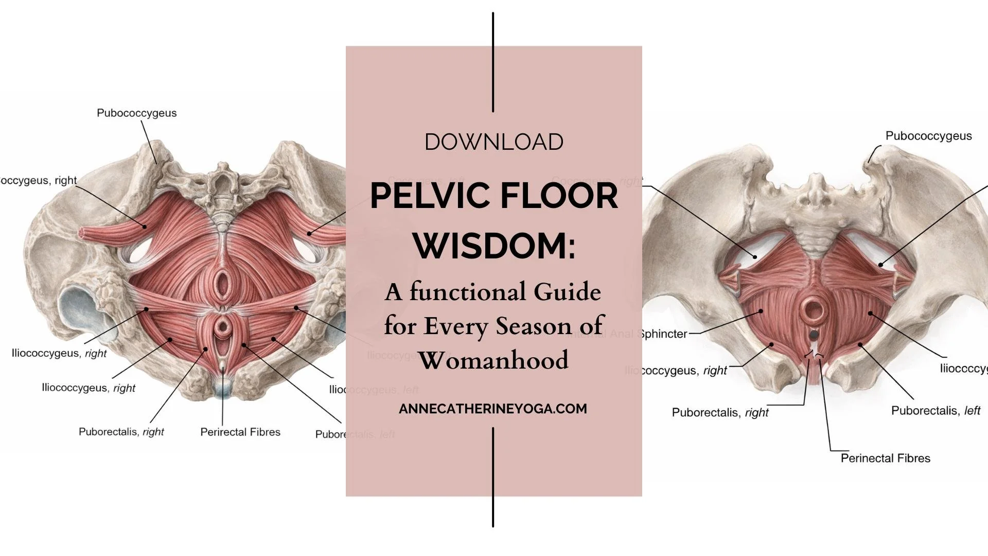 Your pelvic floor is not broken.
It&rsquo;s not weak.
And it doesn&rsquo;t need to be &ldquo;fixed.&rdquo;

It needs to be understood.

After years of teaching, researching, and living inside this work, I created Pelvic Floor Wisdom &mdash; a compreh