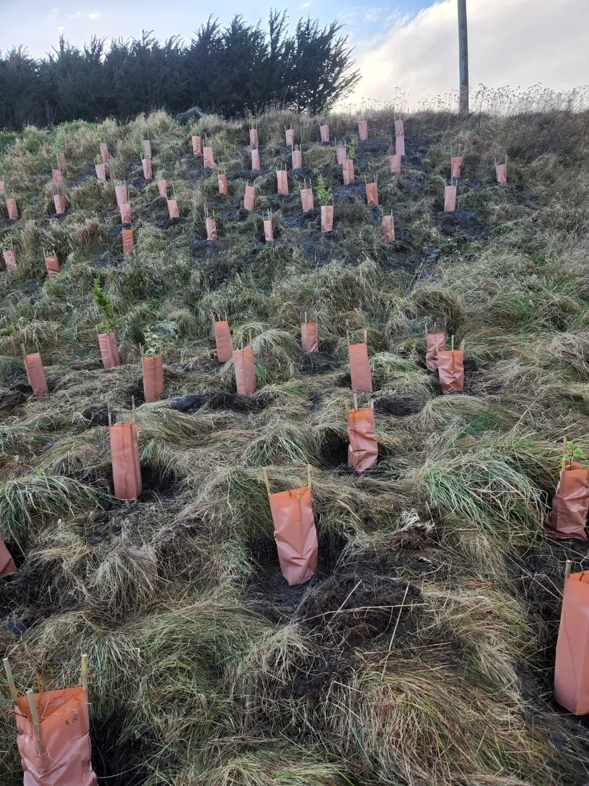 Community Planting Day