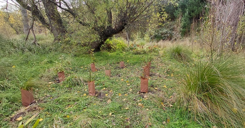 Community Planting Day
