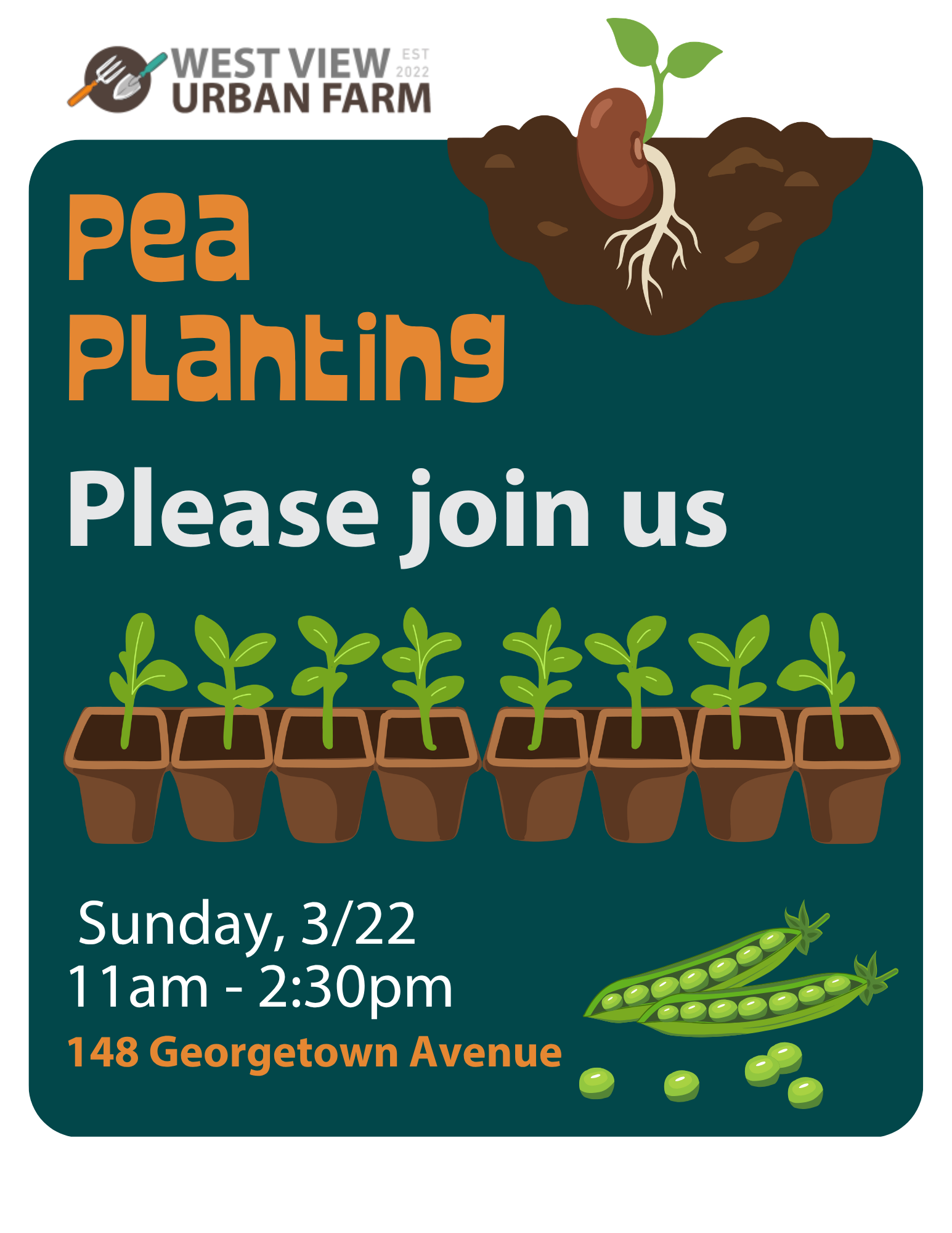 Pea Planting