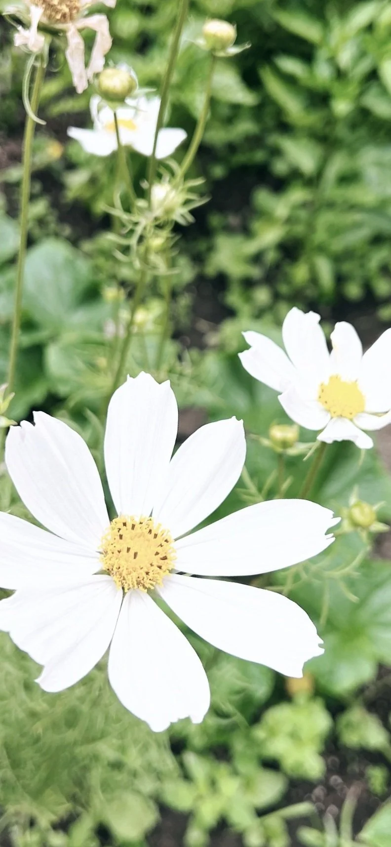 Close-Up-White-flower-Alexandria-Valline-Soulana-Sanctuary-PLLC.jpg