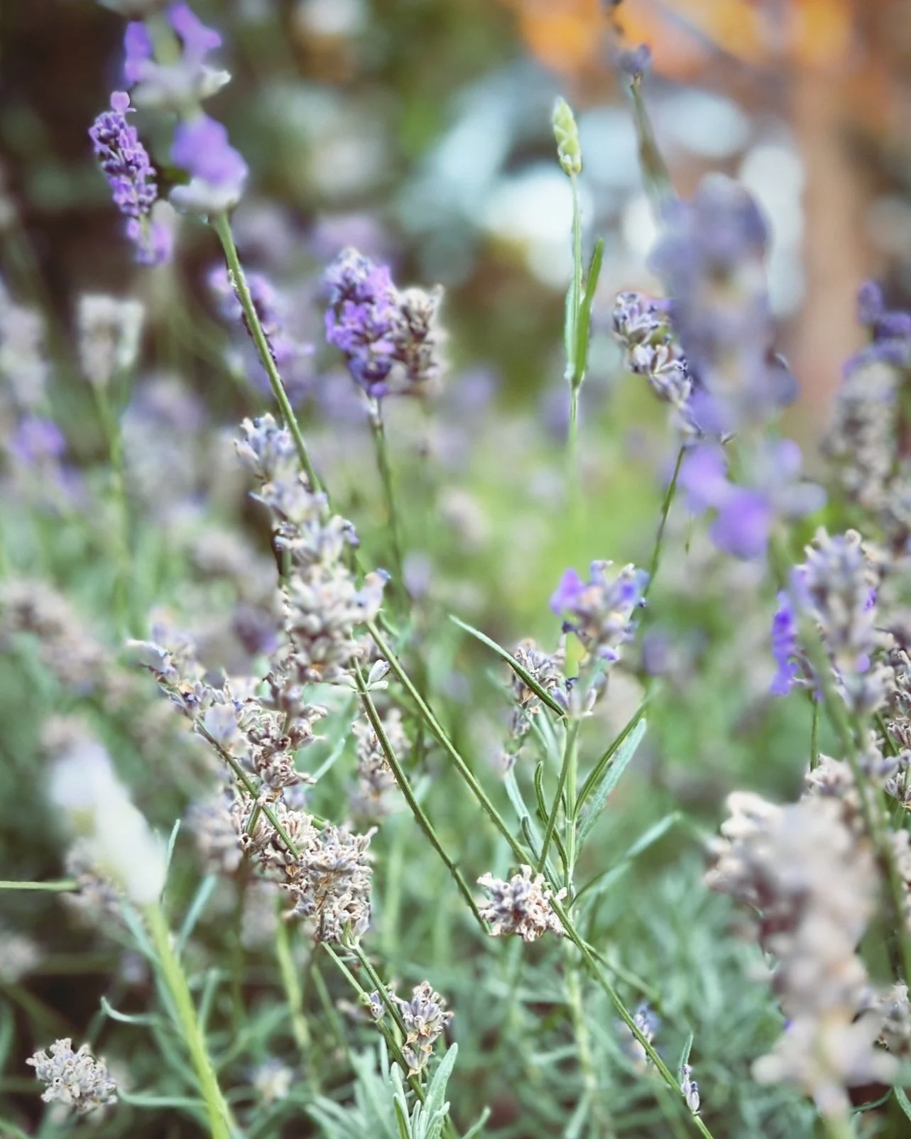 lavender-cool-Alexandria-Valline-Soulana-Sanctuary-PLLC.jpg