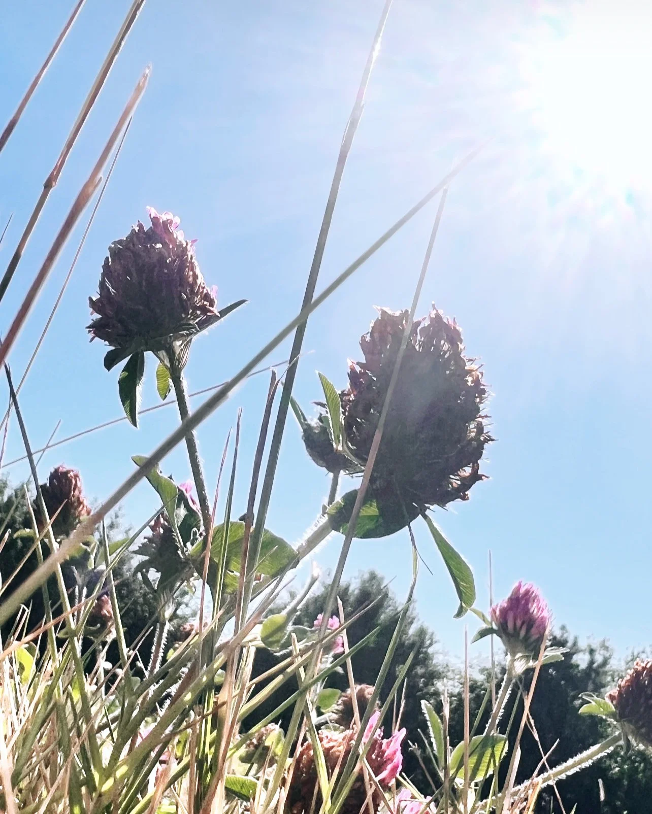 purple flower sun.jpg