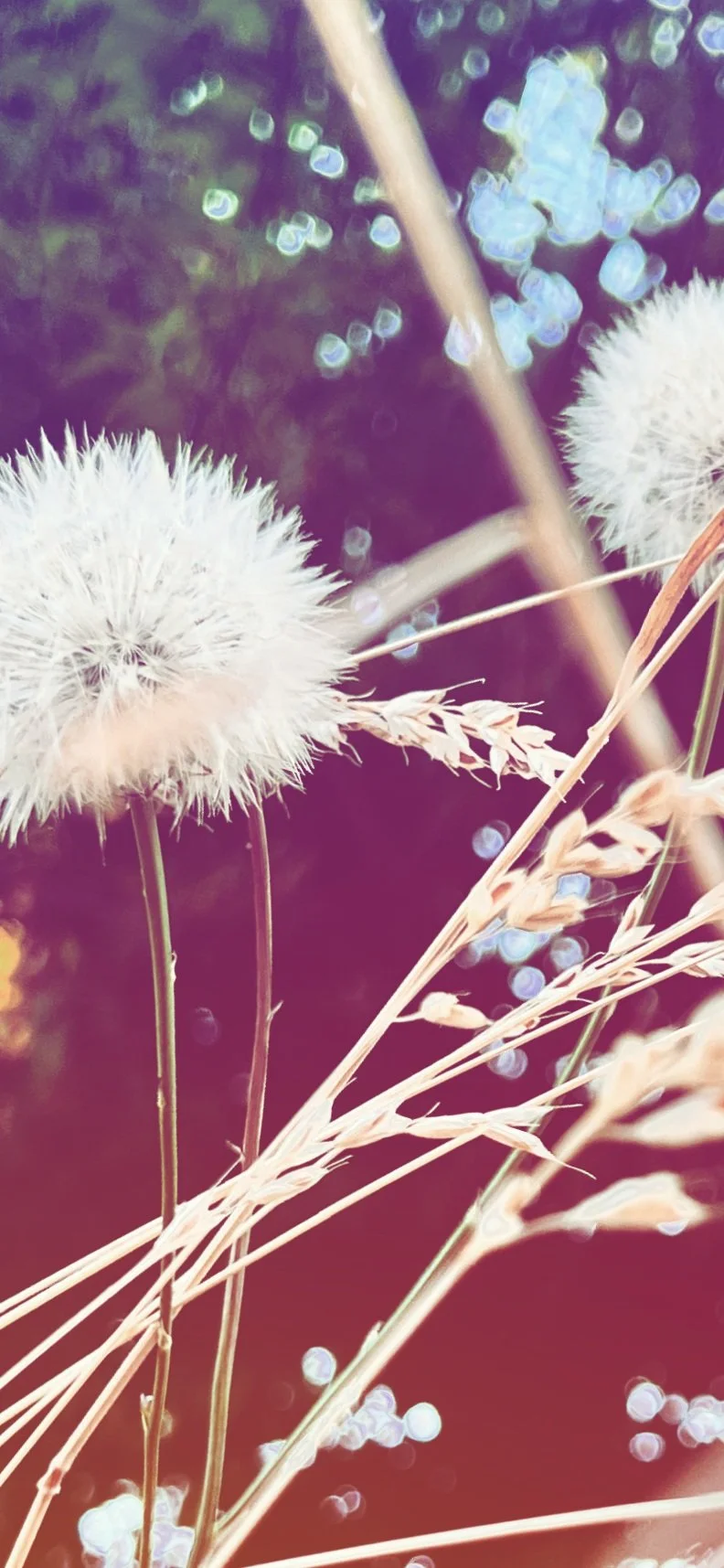 Dried-Dandelion-Soulana-Sanctuary-Alexandria-Valline-EMDR-Therapist.jpg