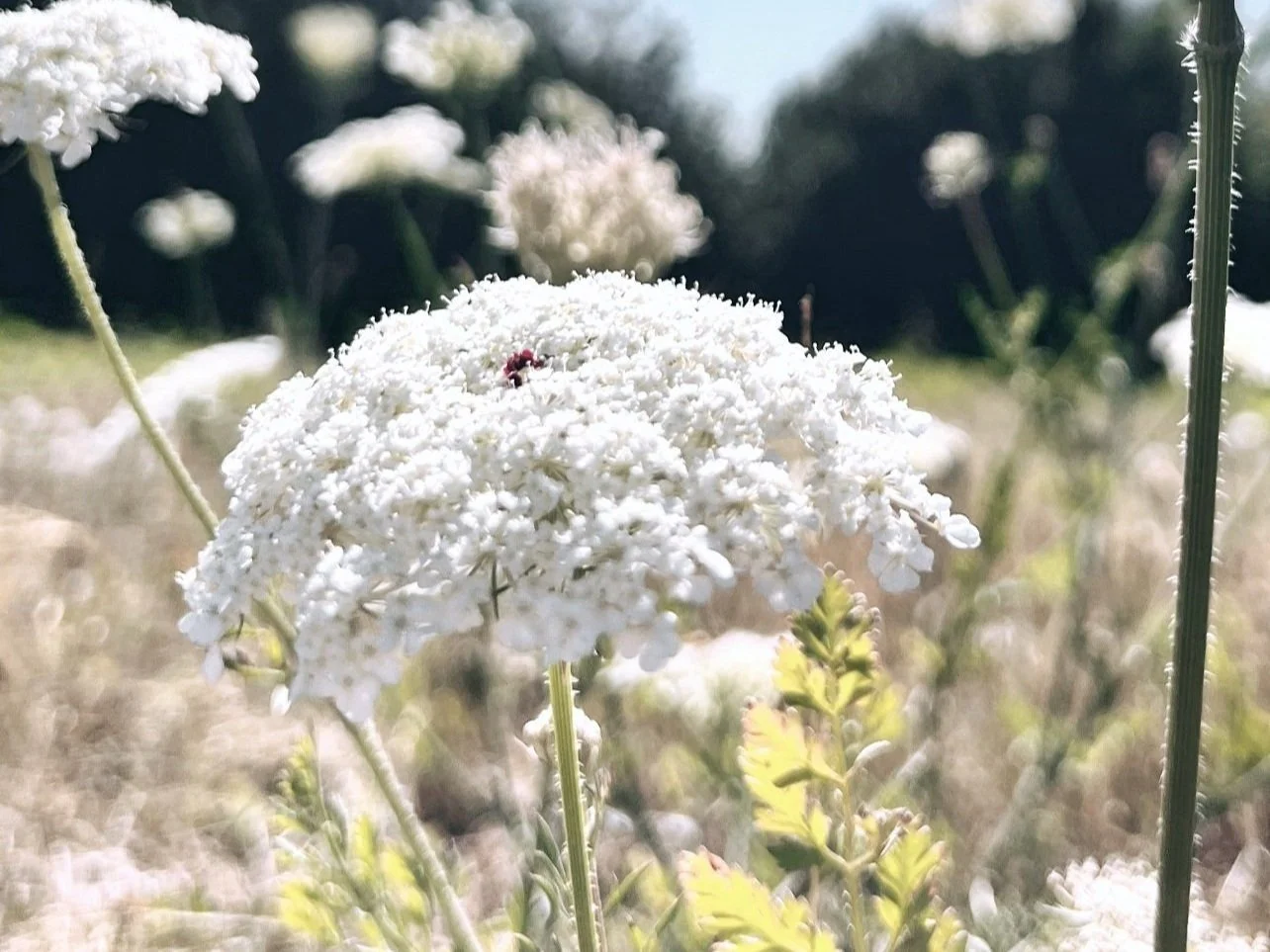 Yarrow-close-up-with-Lady-Bug-Alexandria Valline-Therapist-Soulana-Sanctuary-PLLC.jpg