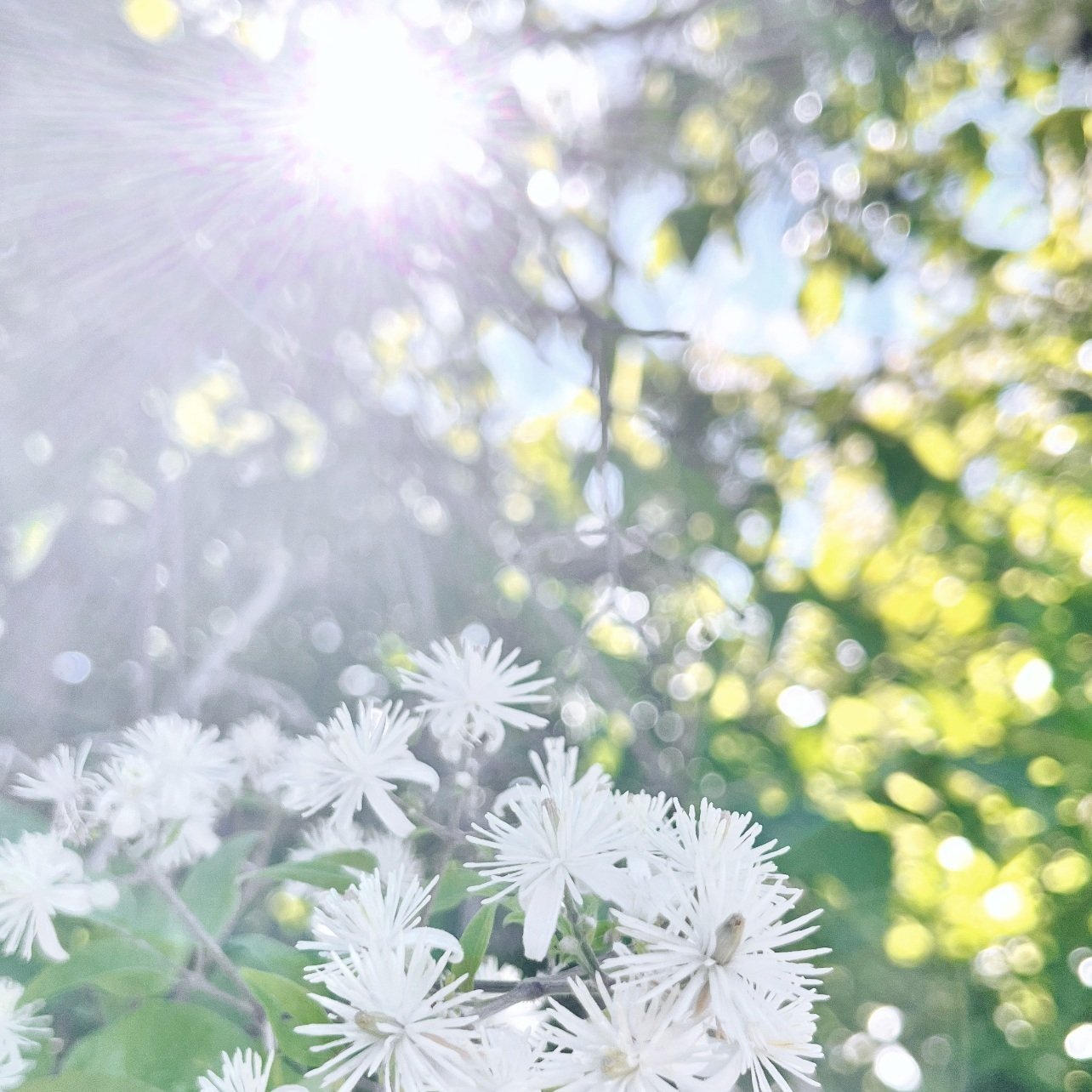 white-flowers-trees-sun-Alexandria-Valline-Therapy-anxiety-management-Soulana-Sanctuary-PLLC.jpg