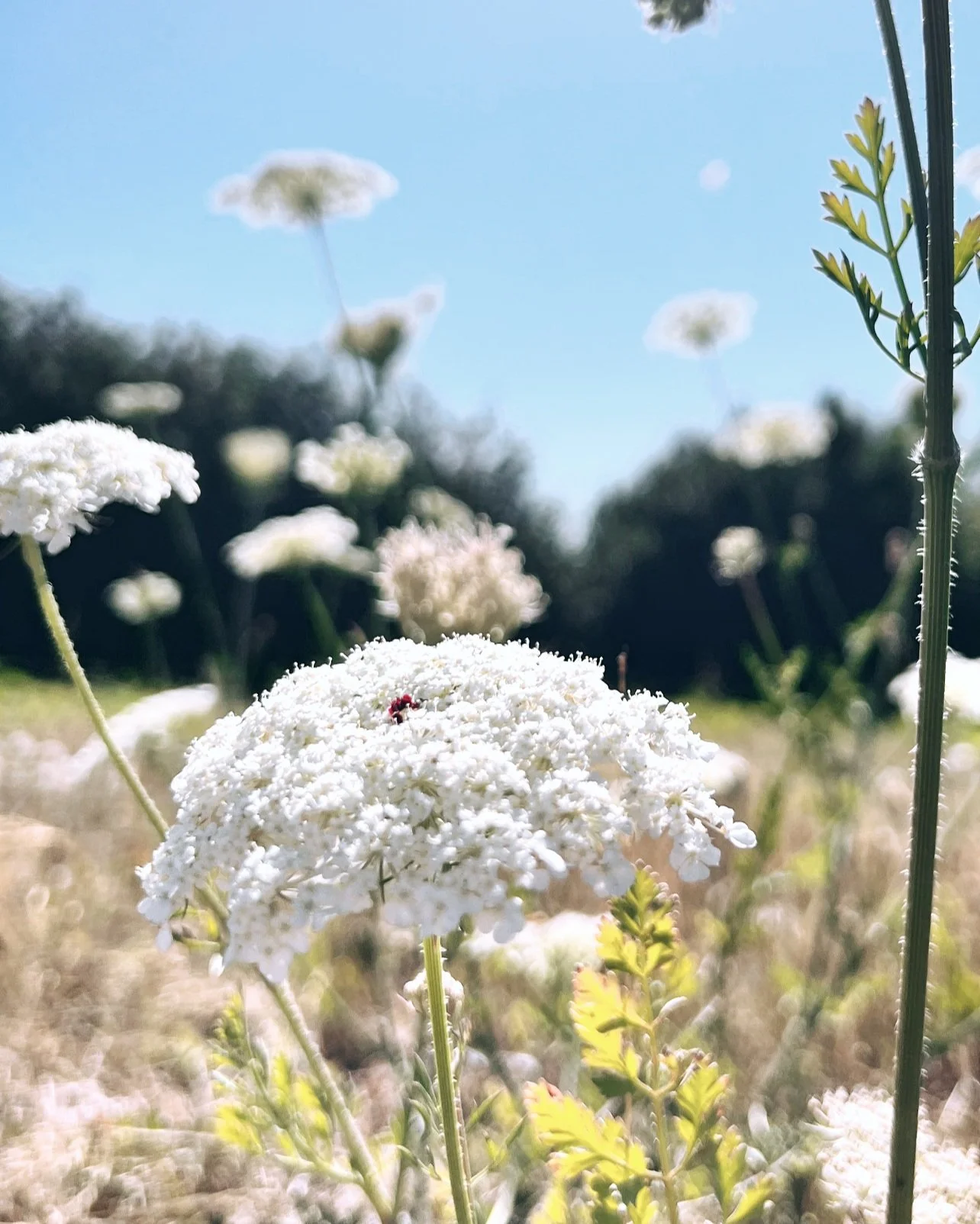 yarrow close up - Alexandria Valline - Soulana Sanctuary, PLLC.jpg