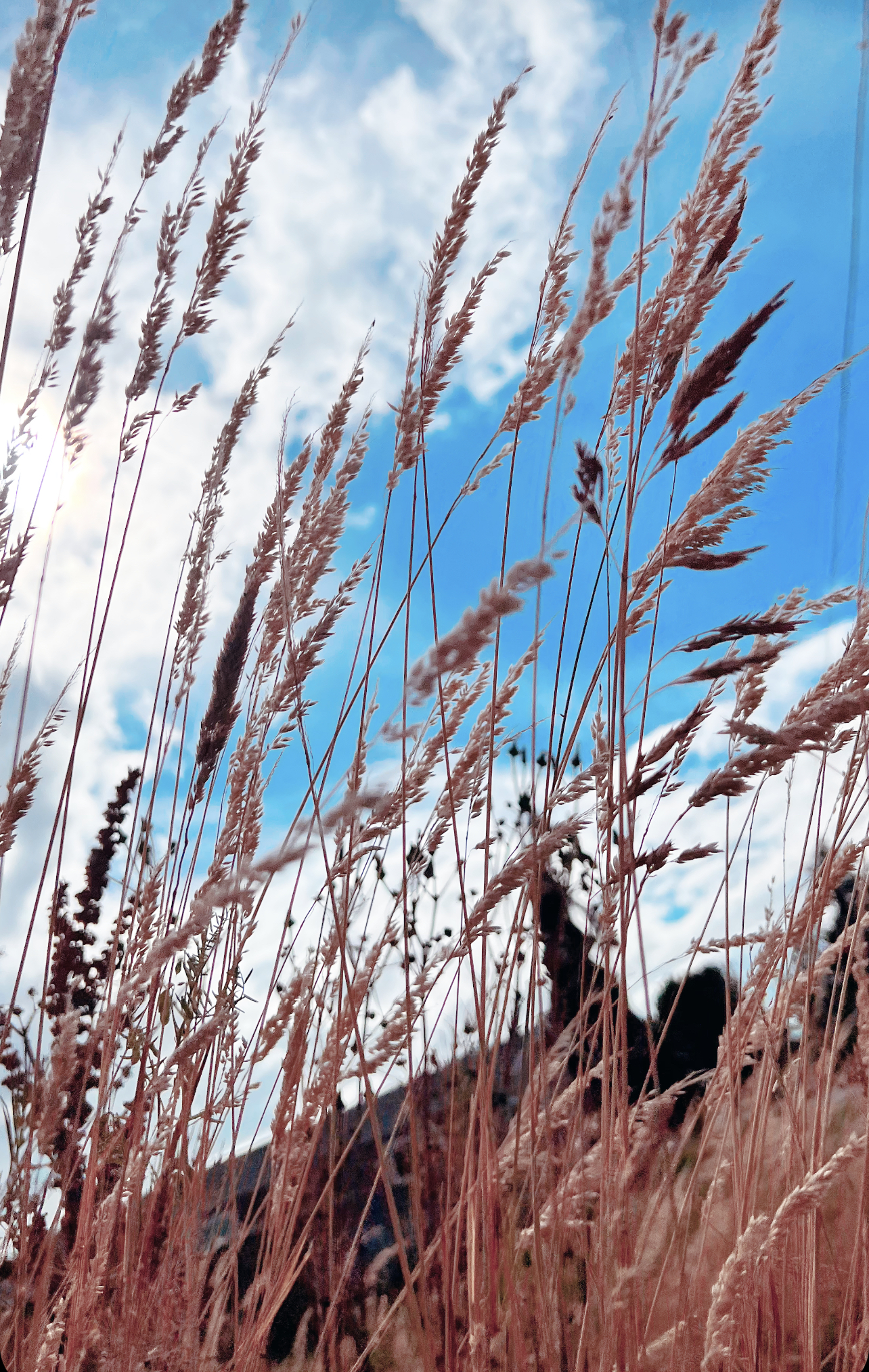 wheat-with-clouds-depression-Alexandria-Valline-Soulana-Sanctuary-PLLC-small.png