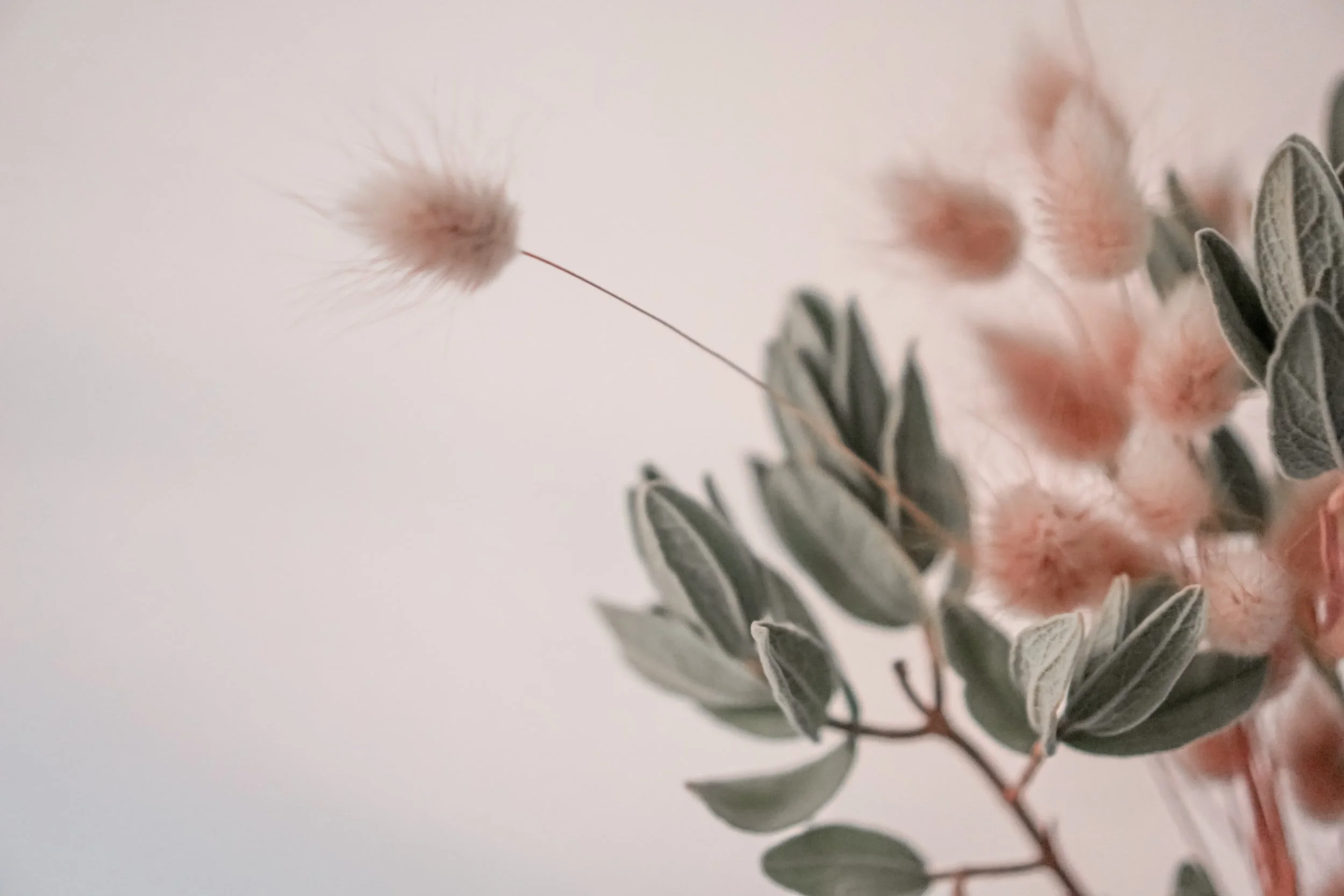Close-up of a branch of dusty pink flowers and green leaves against a plain background.