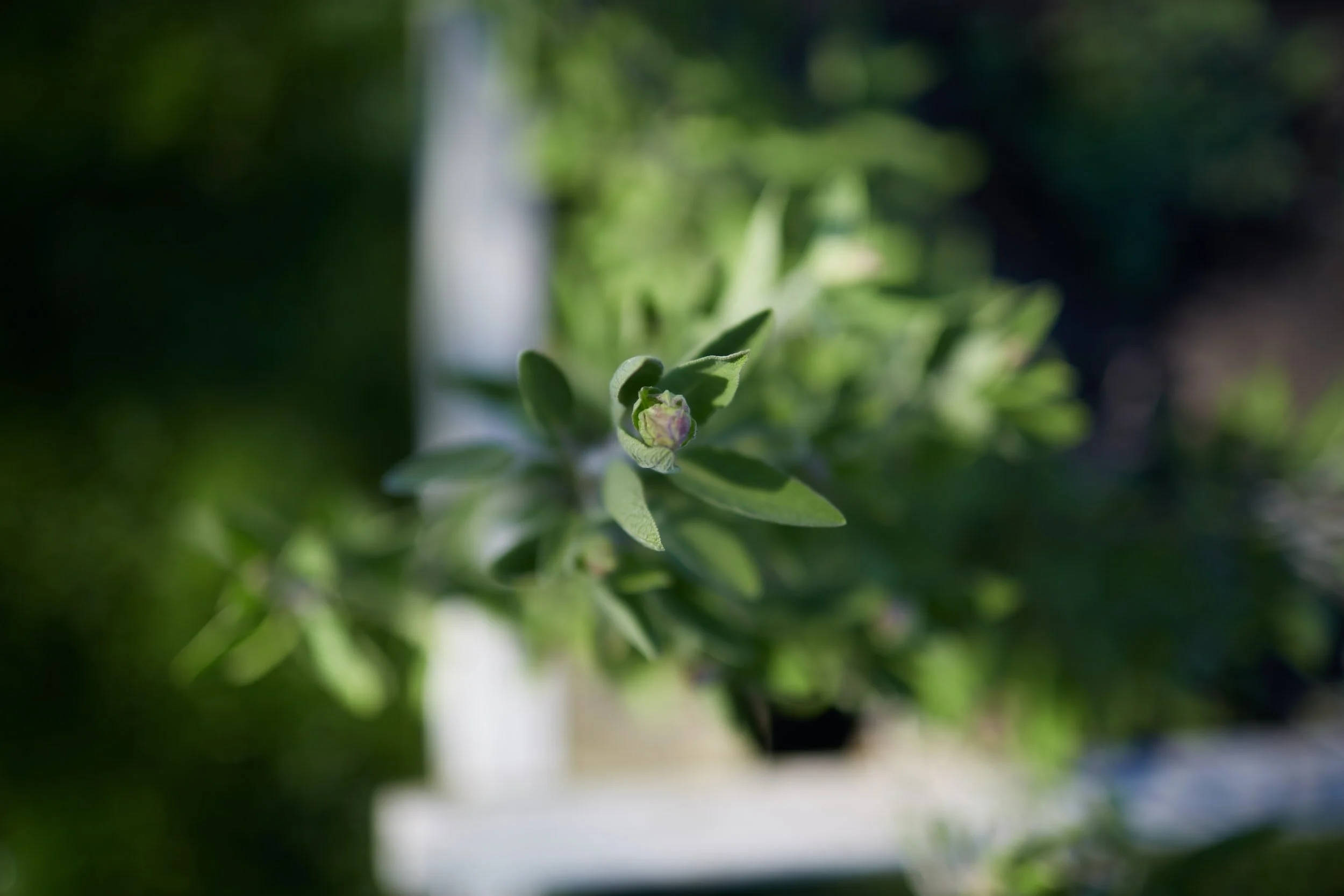 Close-up of a budding plant with green leaves outdoors.
