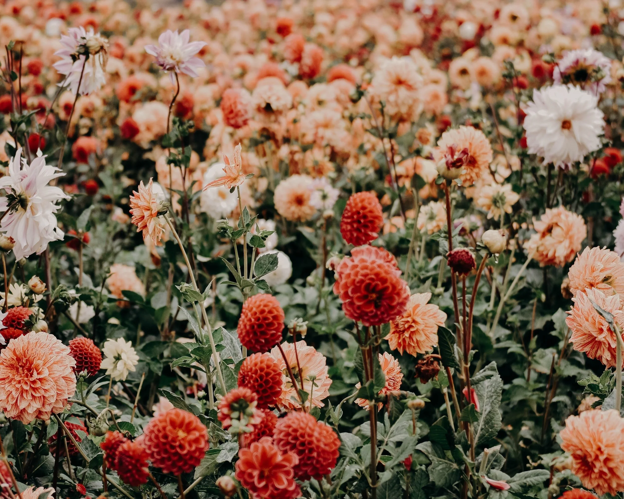 A garden of orange, peach, and white dahlias and other flowers.