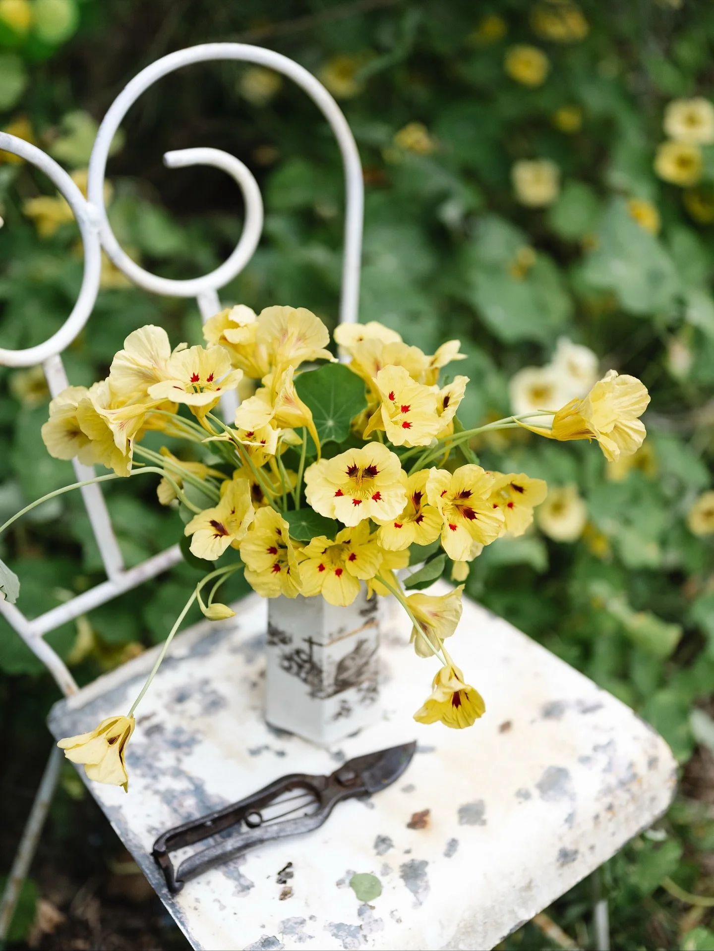 Someone once told me that nasturtiums like poor soil. 
 
Well, I am embarrassed to say that my garden in Mount Glorious is full of them. I have also been told that nasturtiums grow best when they are self-sown, and this I definitely know to be true. 
