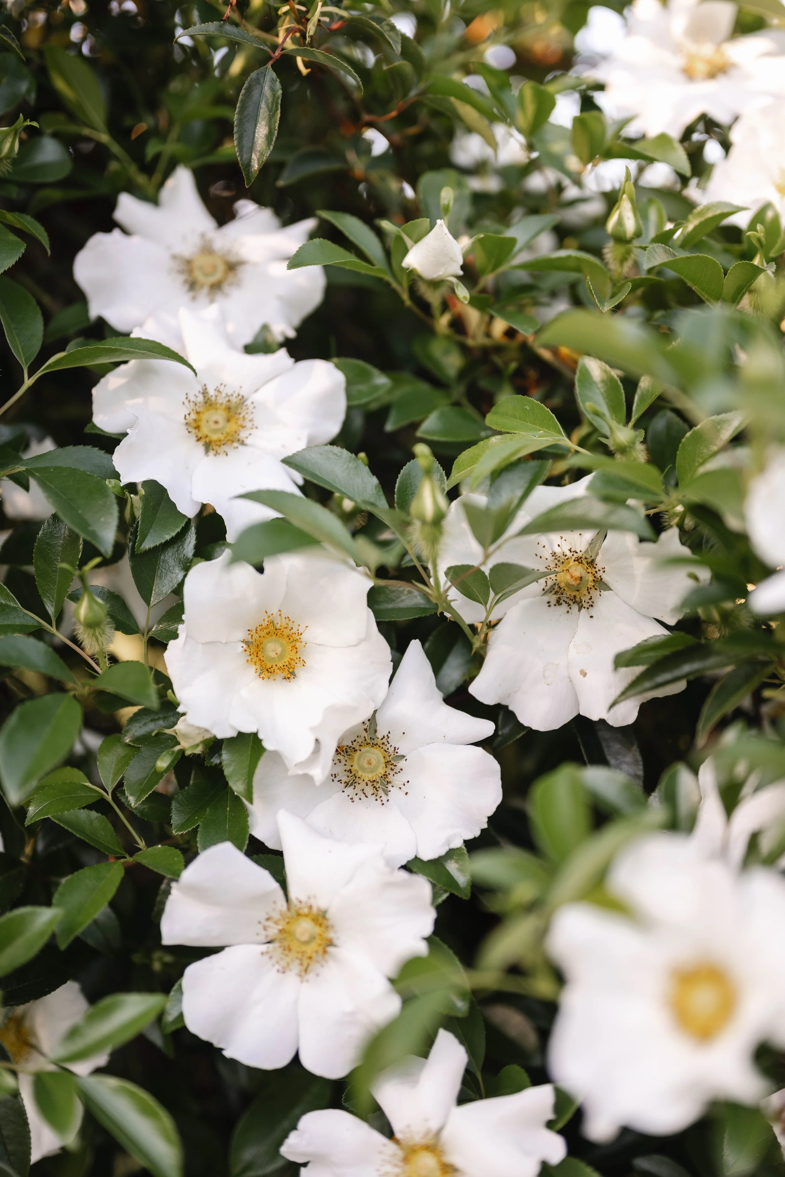 Close-up of white flowers with yellow and black centers surrounded by green leaves.