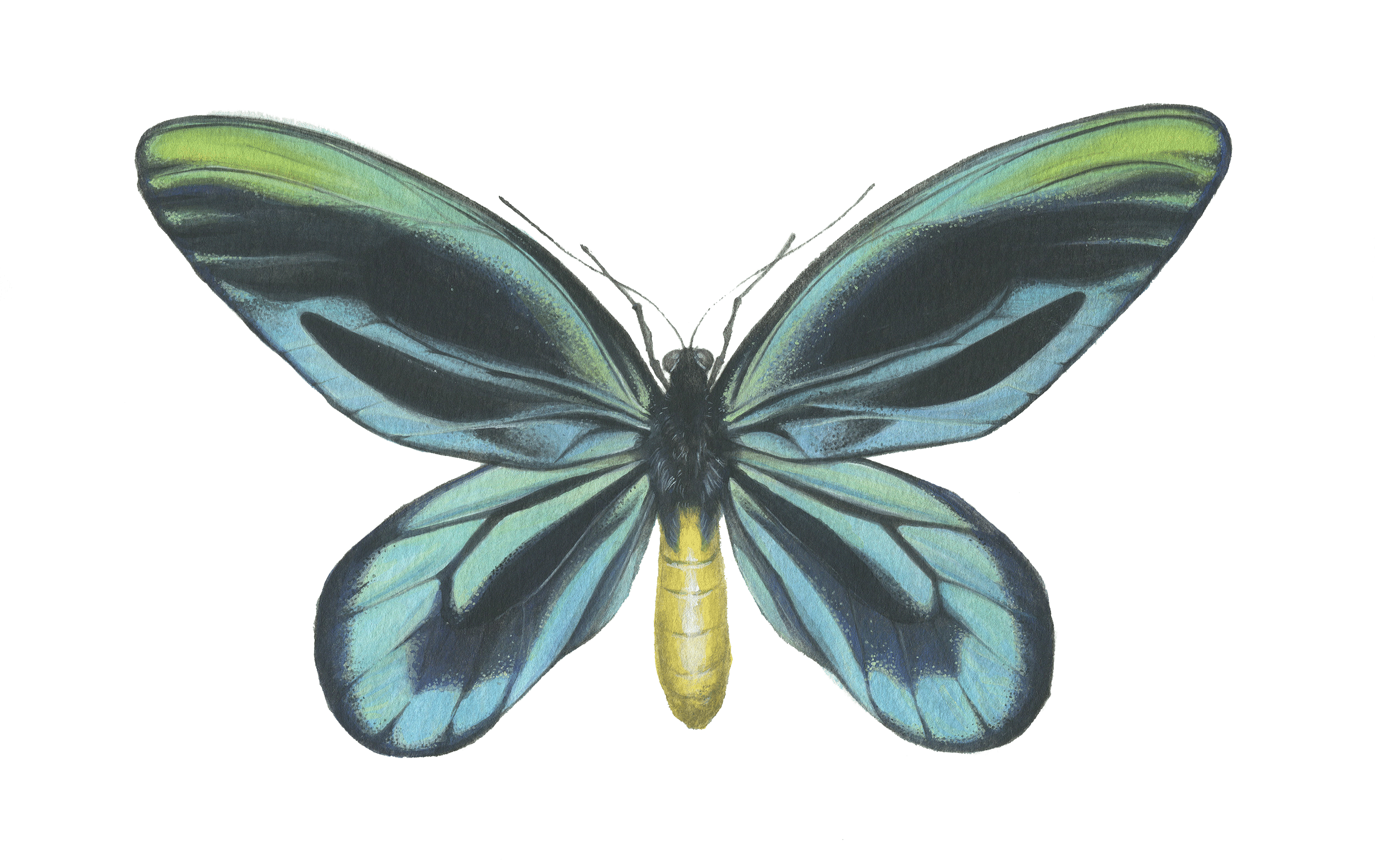 ornithoptera alexandrae | 8" | 2019