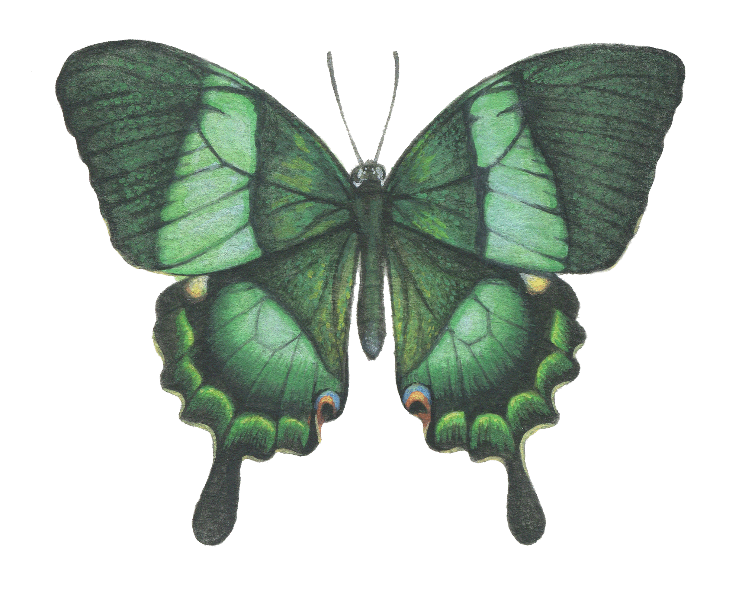 papilio palinurus | 6.5" | 2019