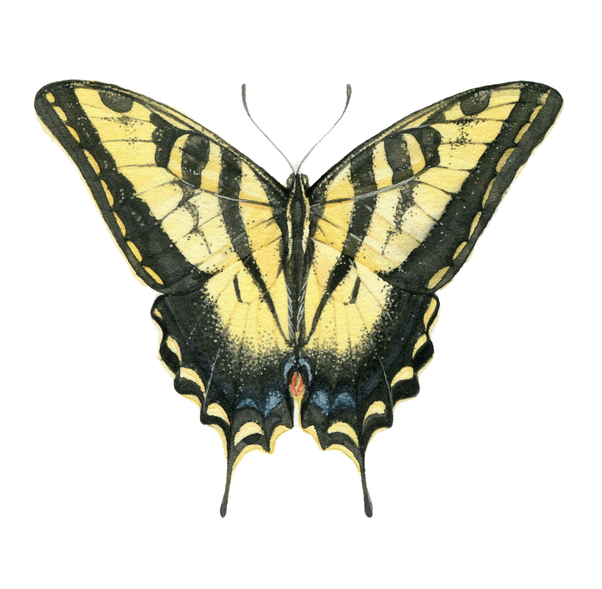 papilio rutuls | 3.5" | 2022