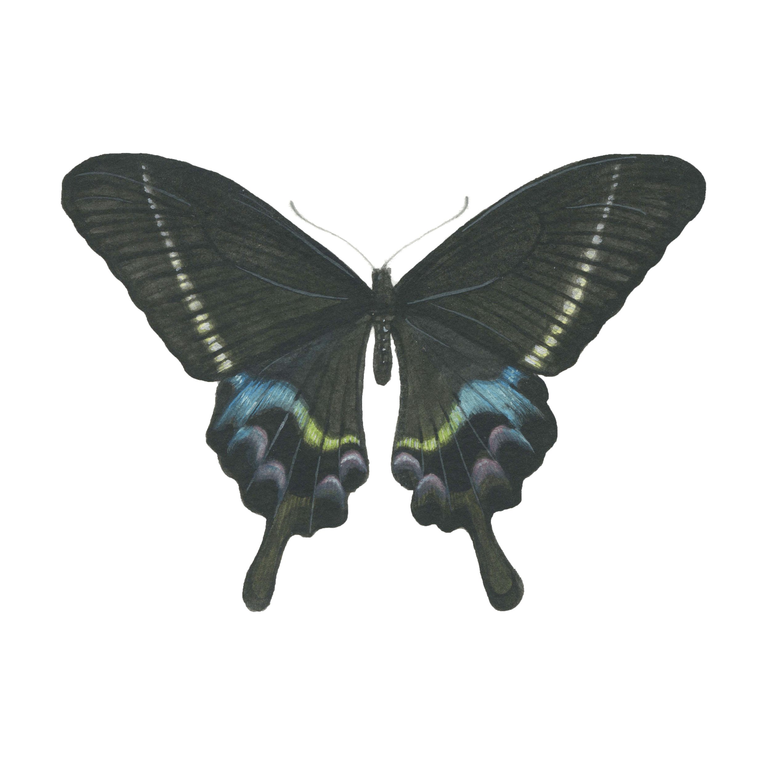 papilio krishna | 5" | 2013
