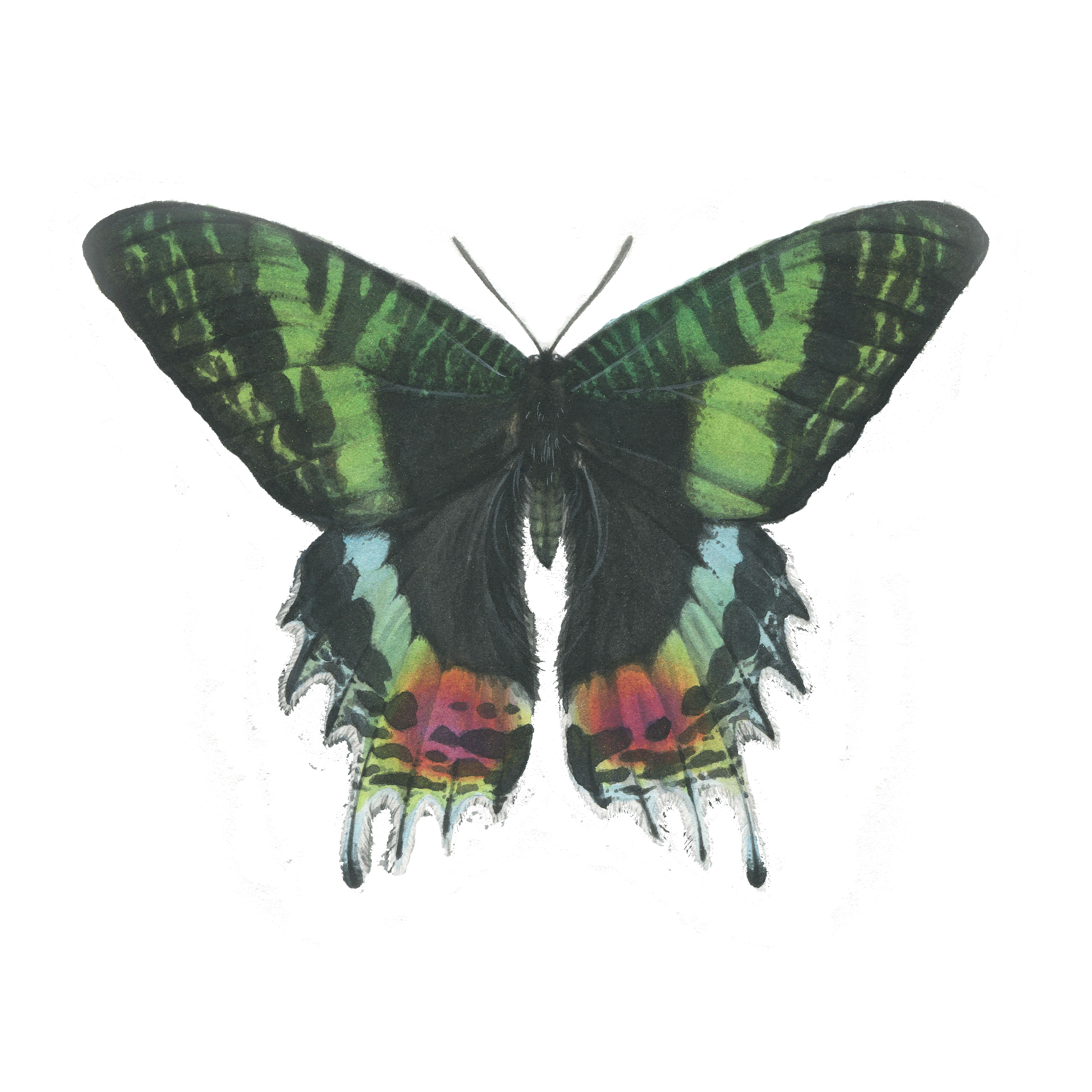 chrysiridia rhipheus | 3.5" | 2019
