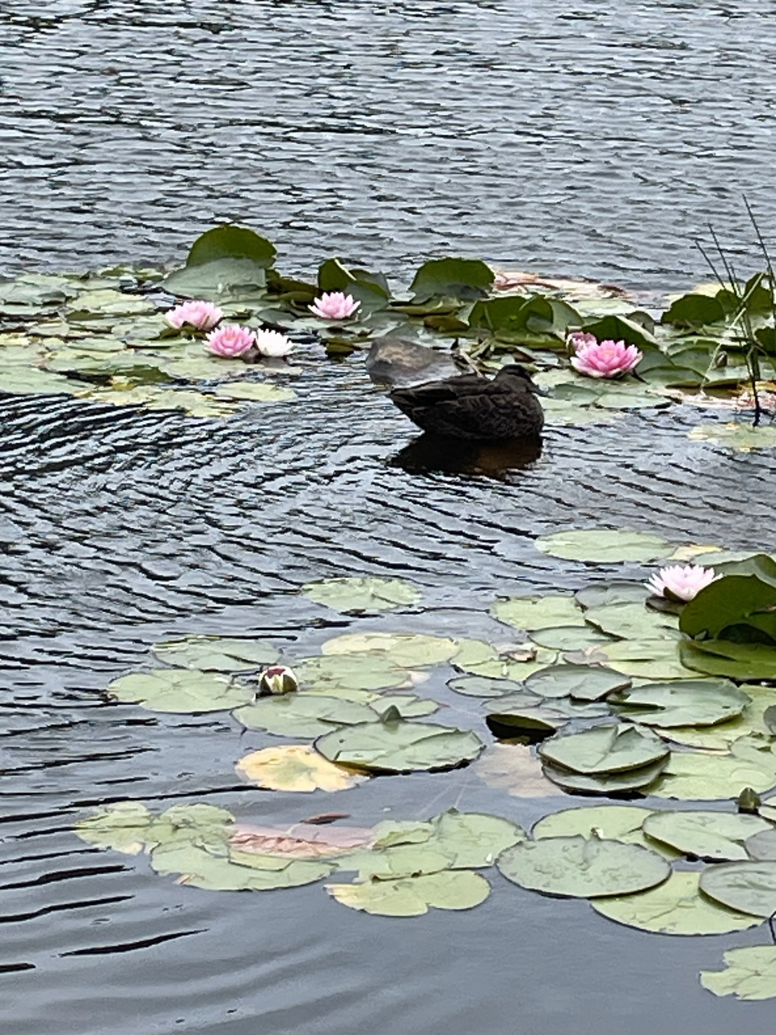 Calm water lilies symbolizing the whole-body wellness and internal peace of a balanced metabolism.