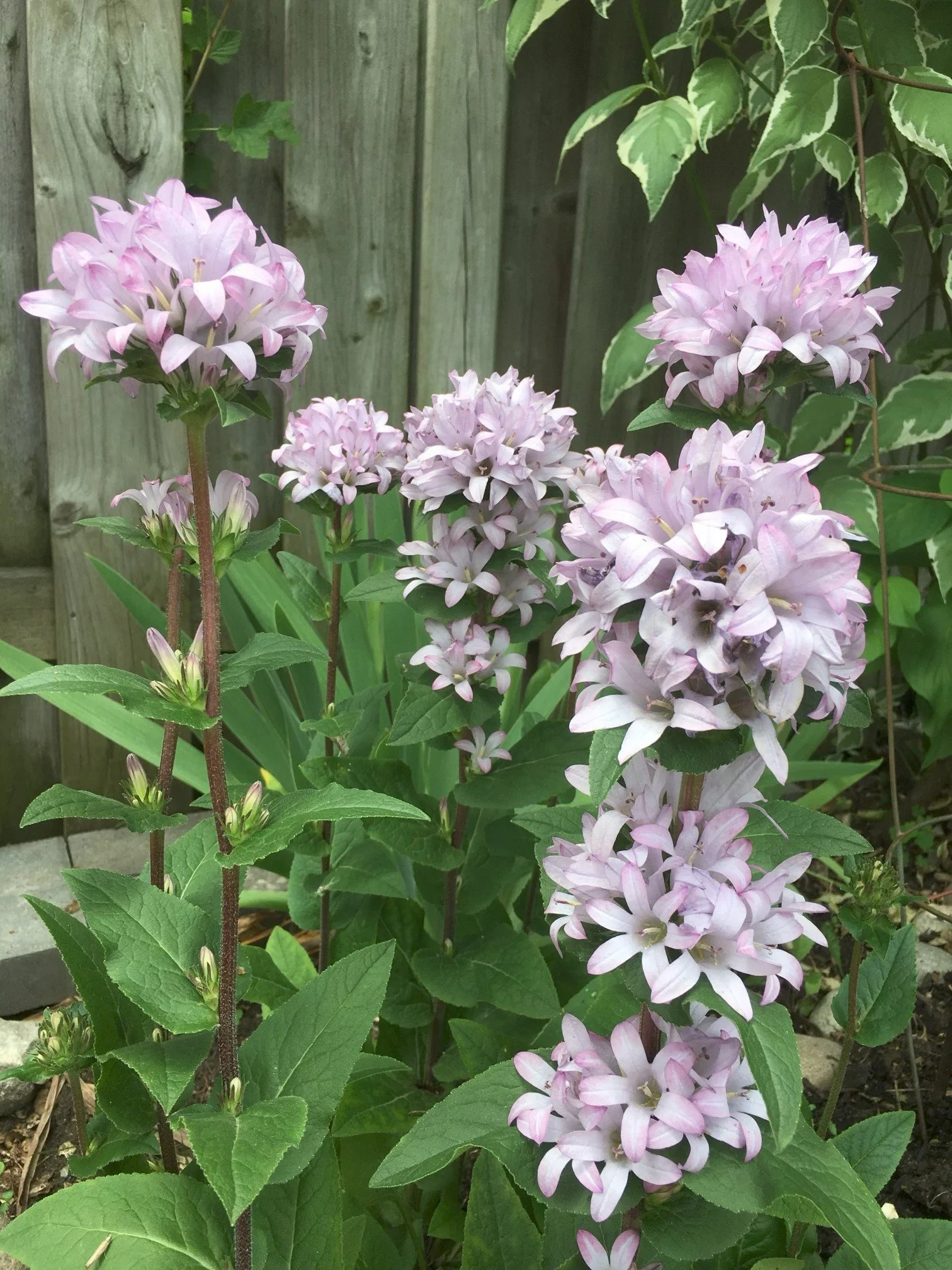 A vibrant, personalized nourishment plan highlighting internal health markers for metabolic wellness