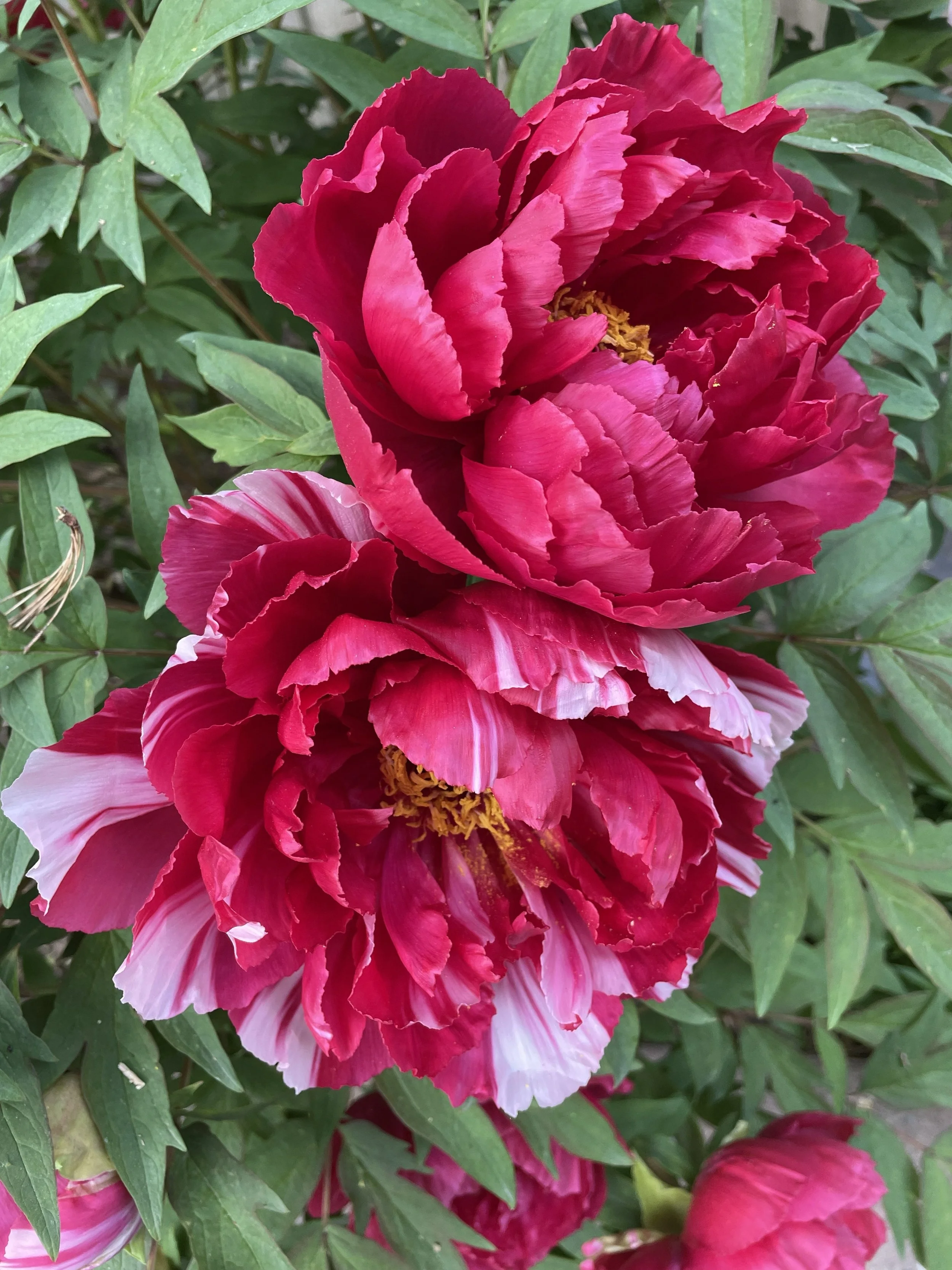 Supporting growth and renewal like healthy and vibrant peonies