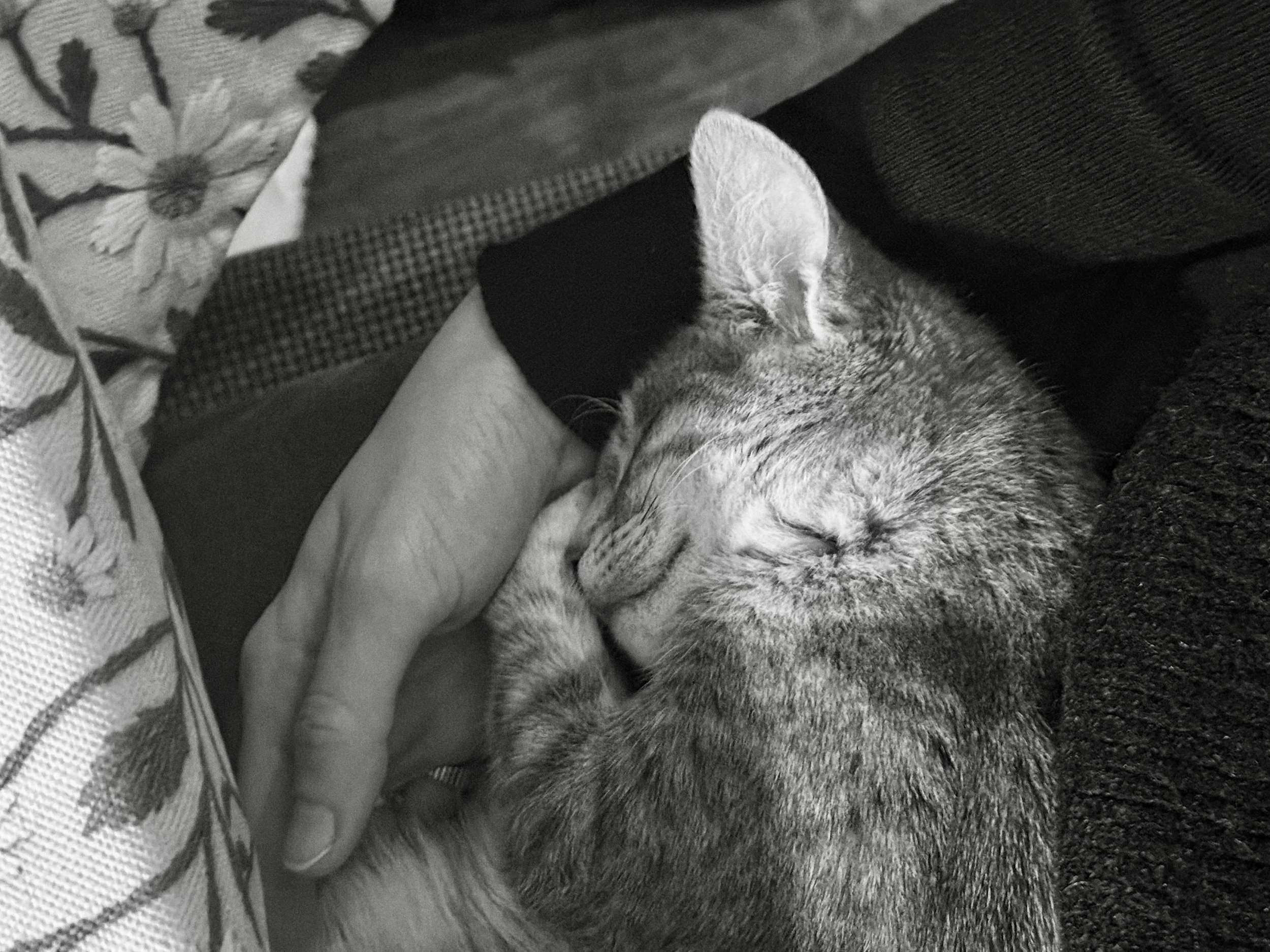 a hand is resting next to a sleeping cat who is snuggling up to the hand