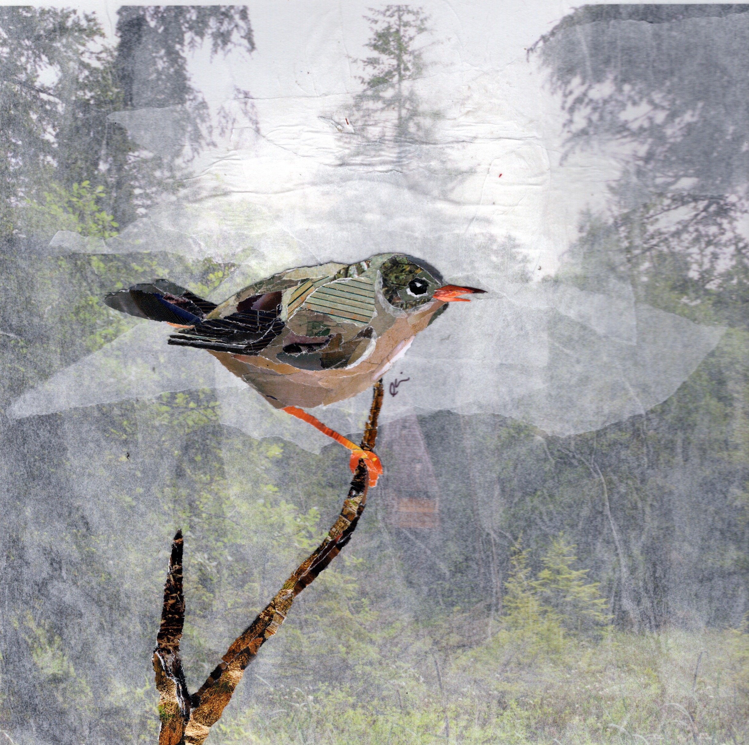 Black Throated Blue Warbler in Some Mist