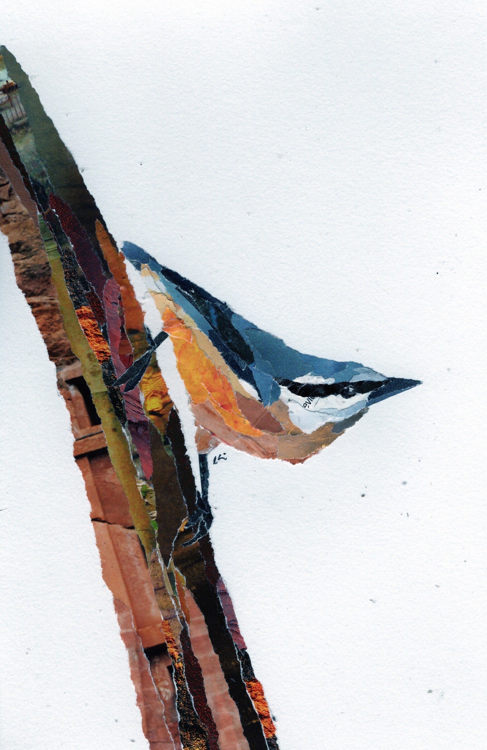 Red Breasted Nuthatch on a Tree