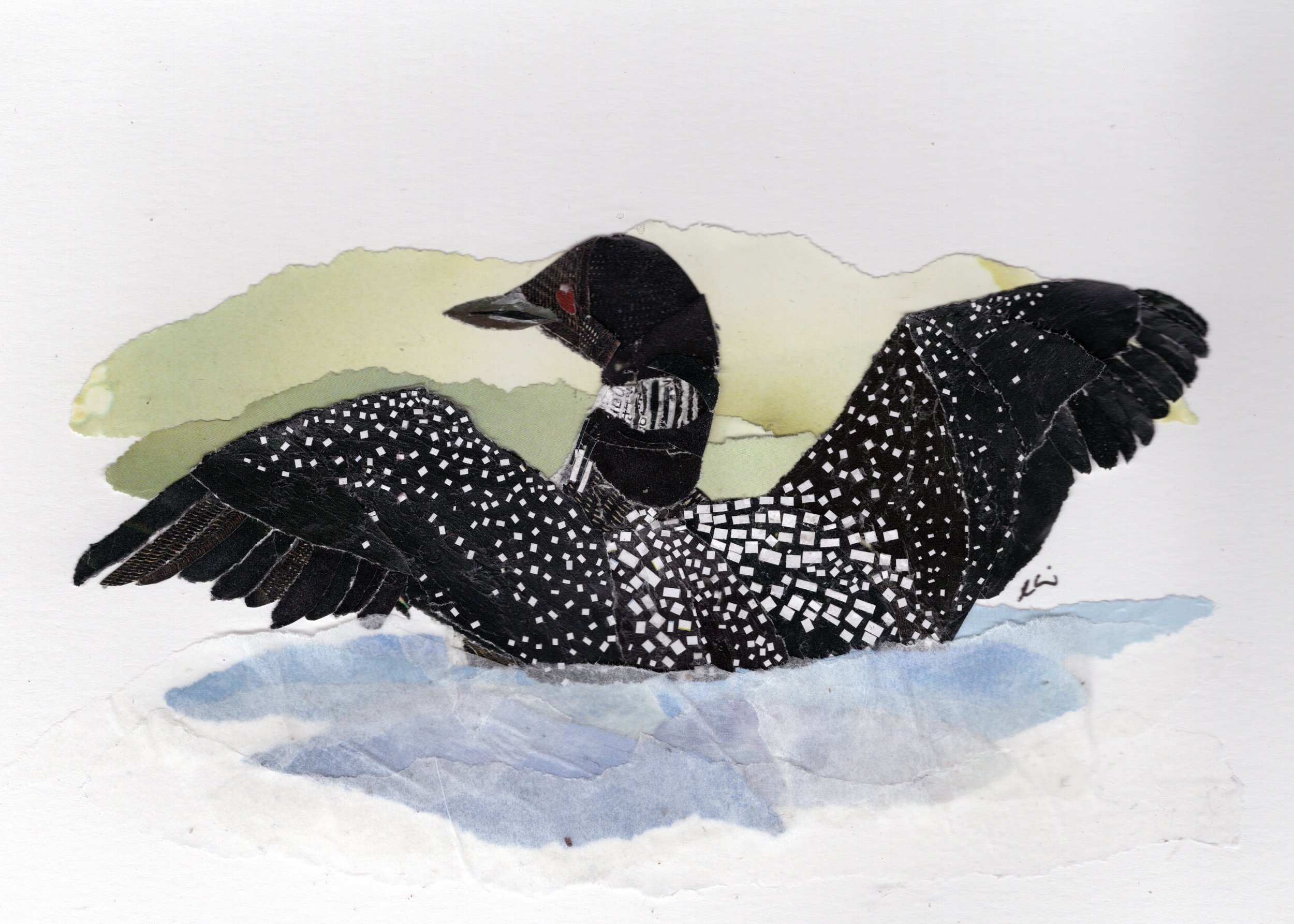 Common Loon with Outstretched Wings