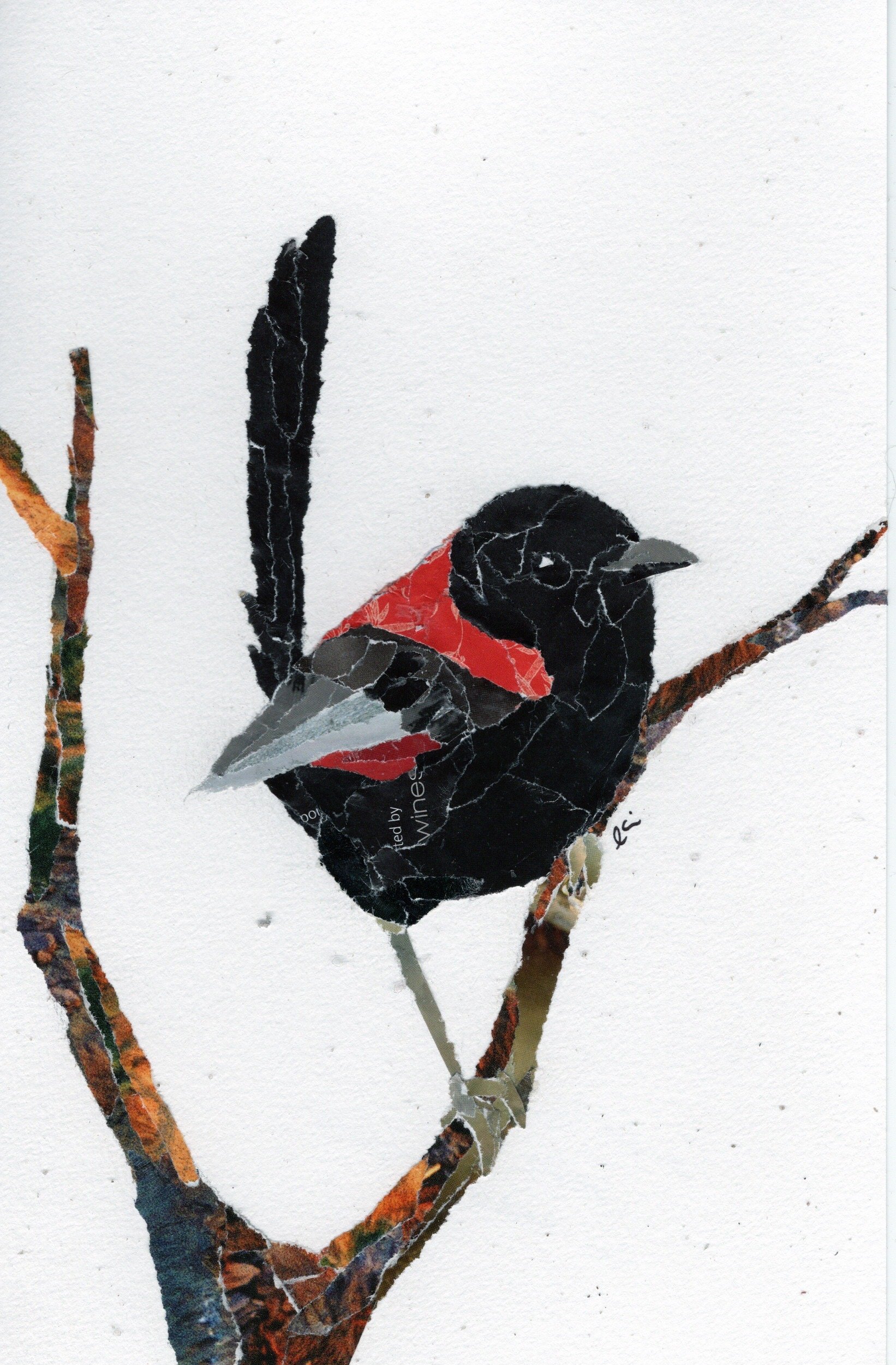 Red Backed Fairy Wren on a Skinny Branch