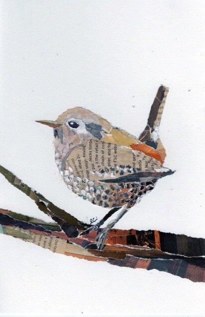 Northern House Wren on a Branch