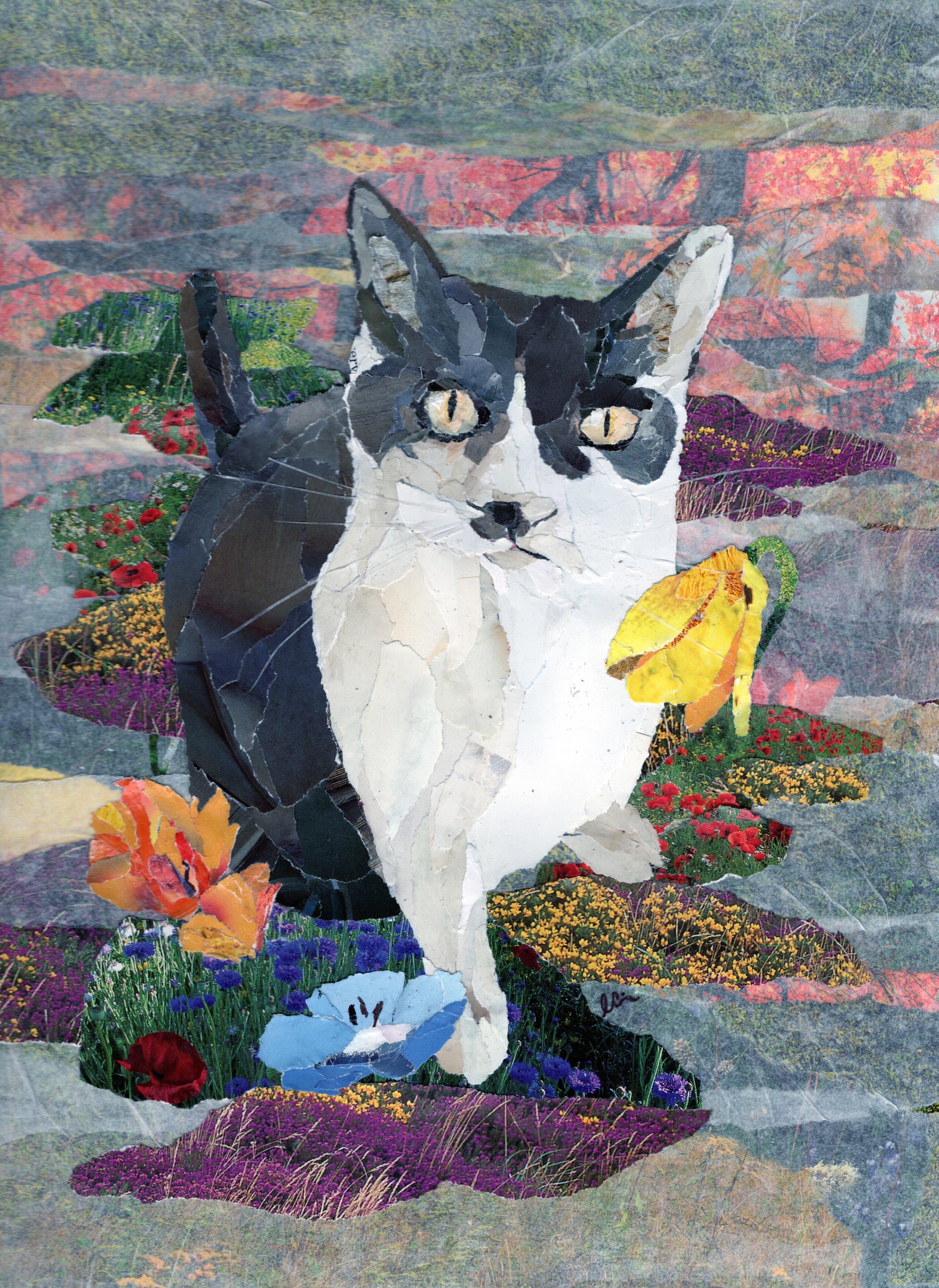 Grey and white Cat on a Wildflower Background