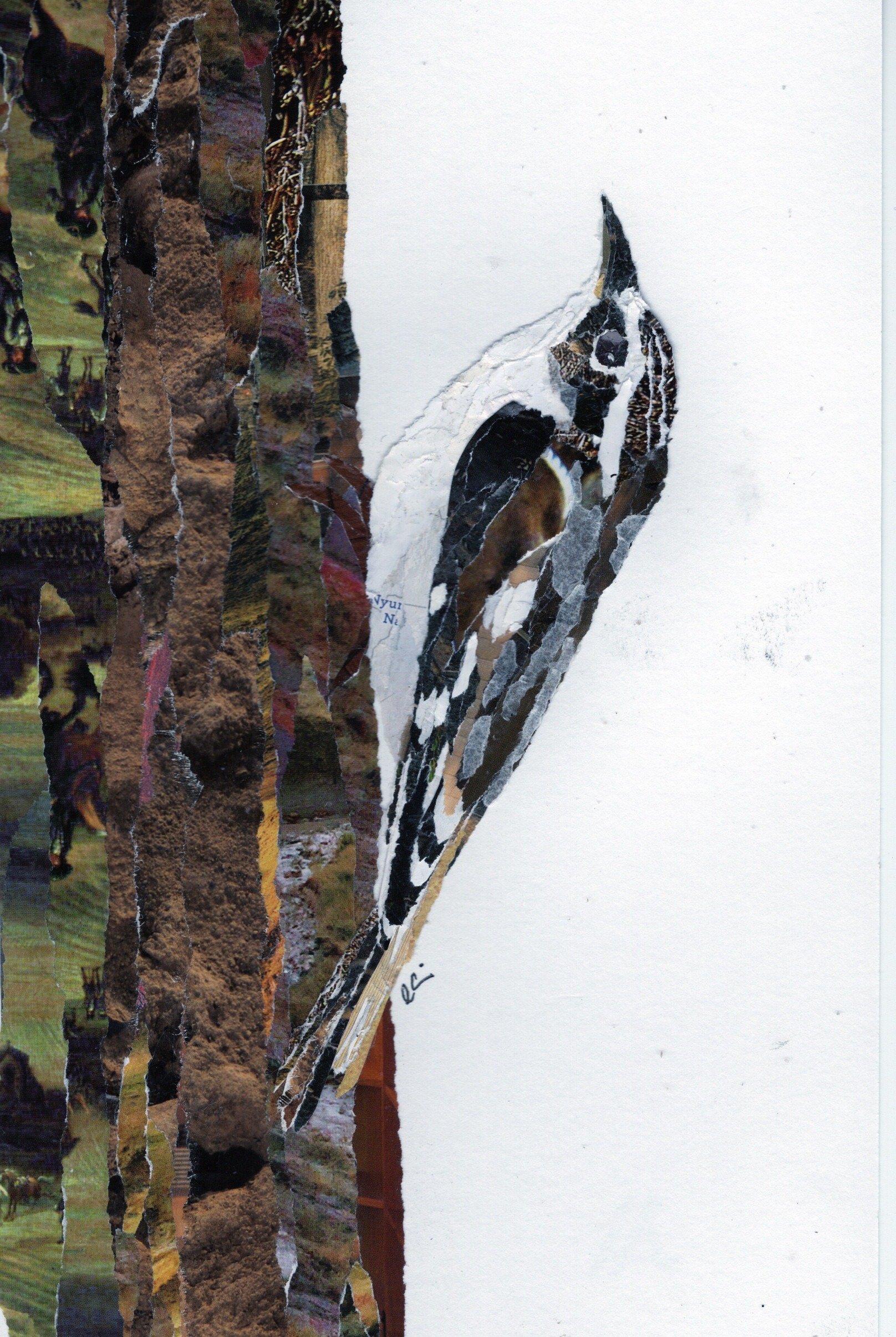 Brown Creeper on the Side of a Tree