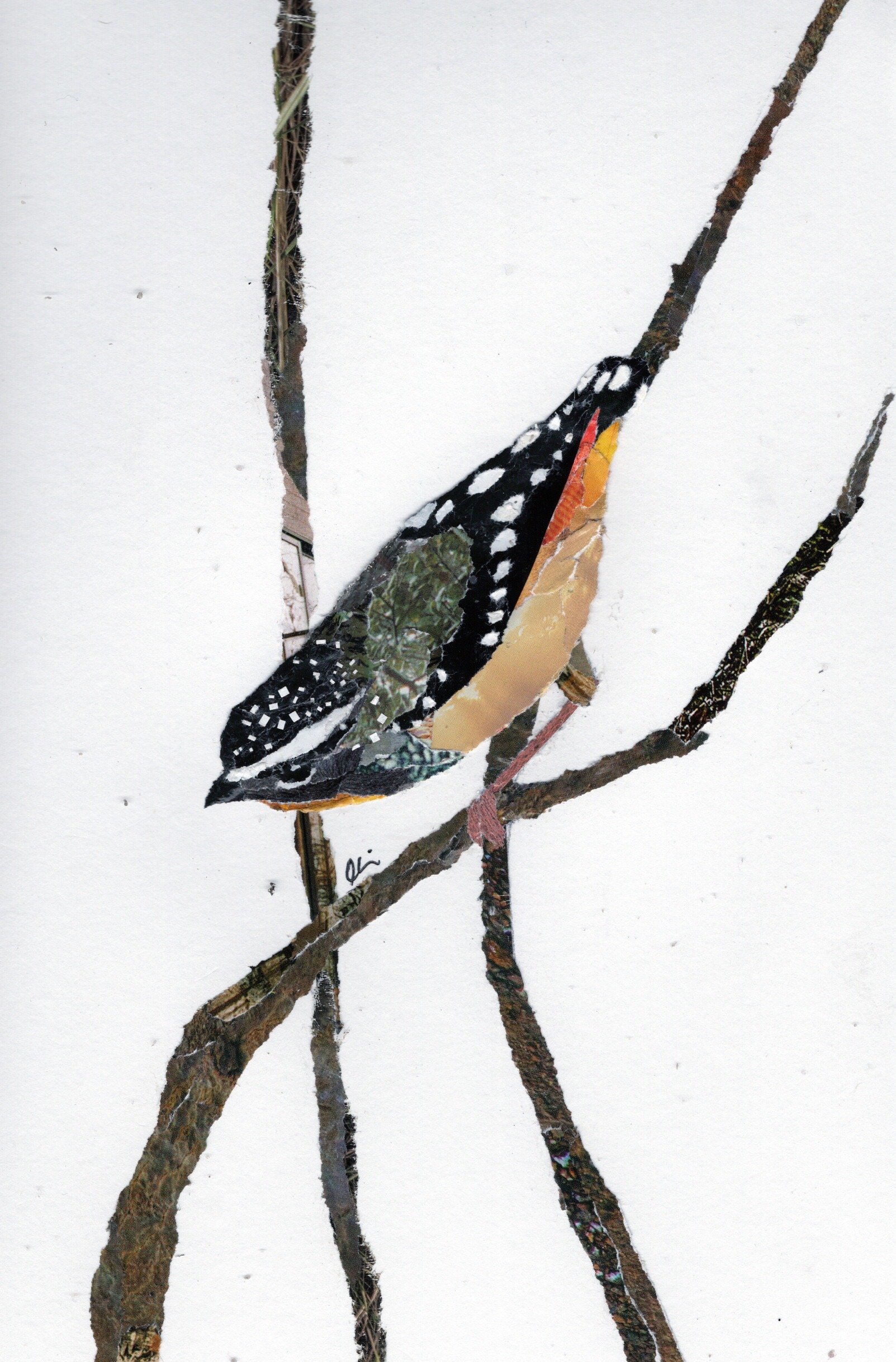 Spotted Pardalote on Some Thin Branches