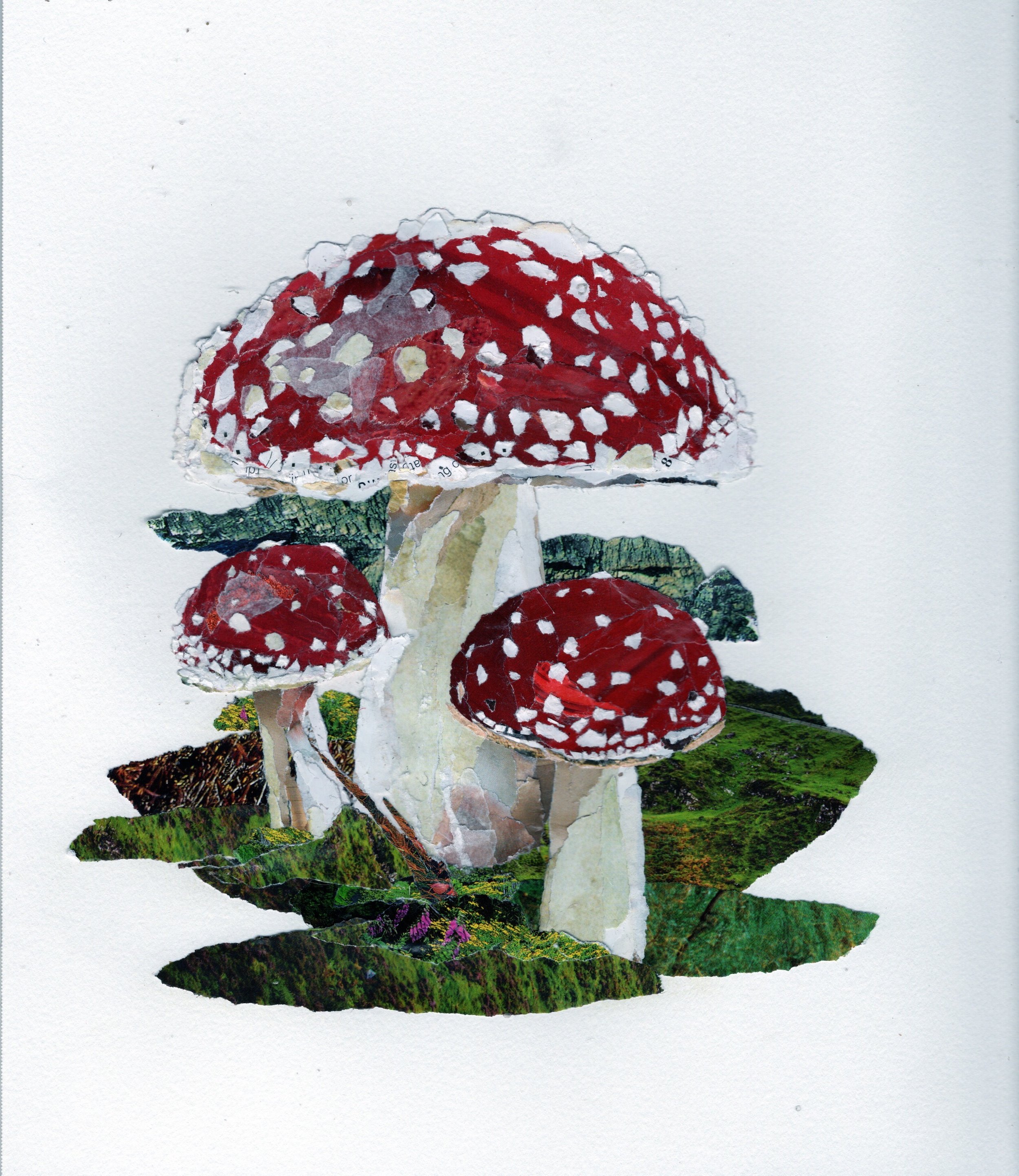 Three Red Capped Mushrooms (Amonita Muscaria) on a Soft Green Carpet of Grass or Moss
