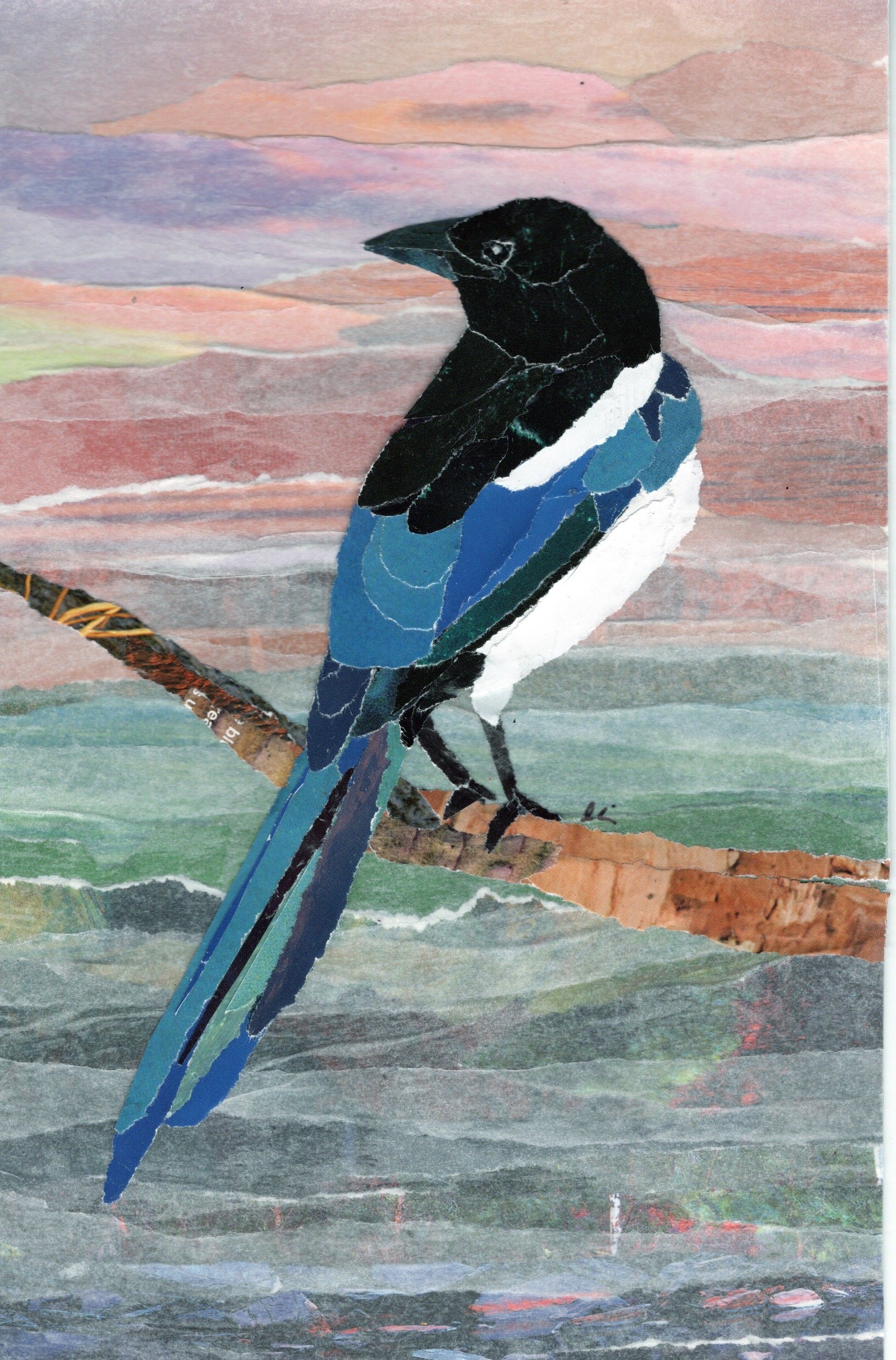 Black Billed Magpie with Grassy Plains