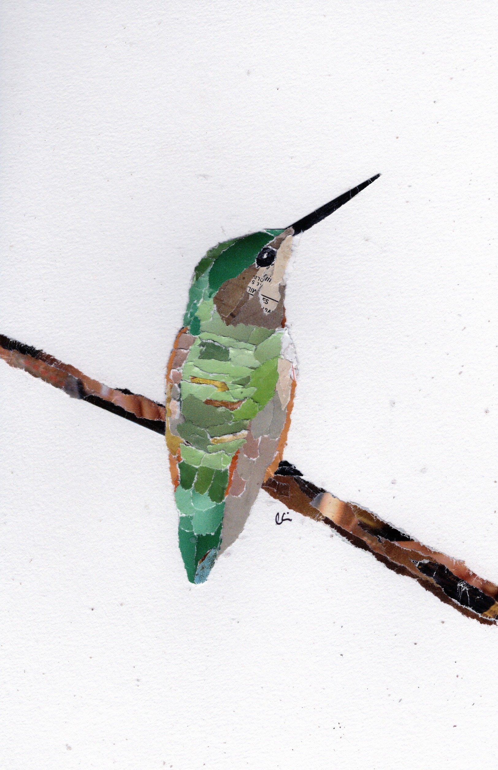 Anna's Hummingbird Sitting Still