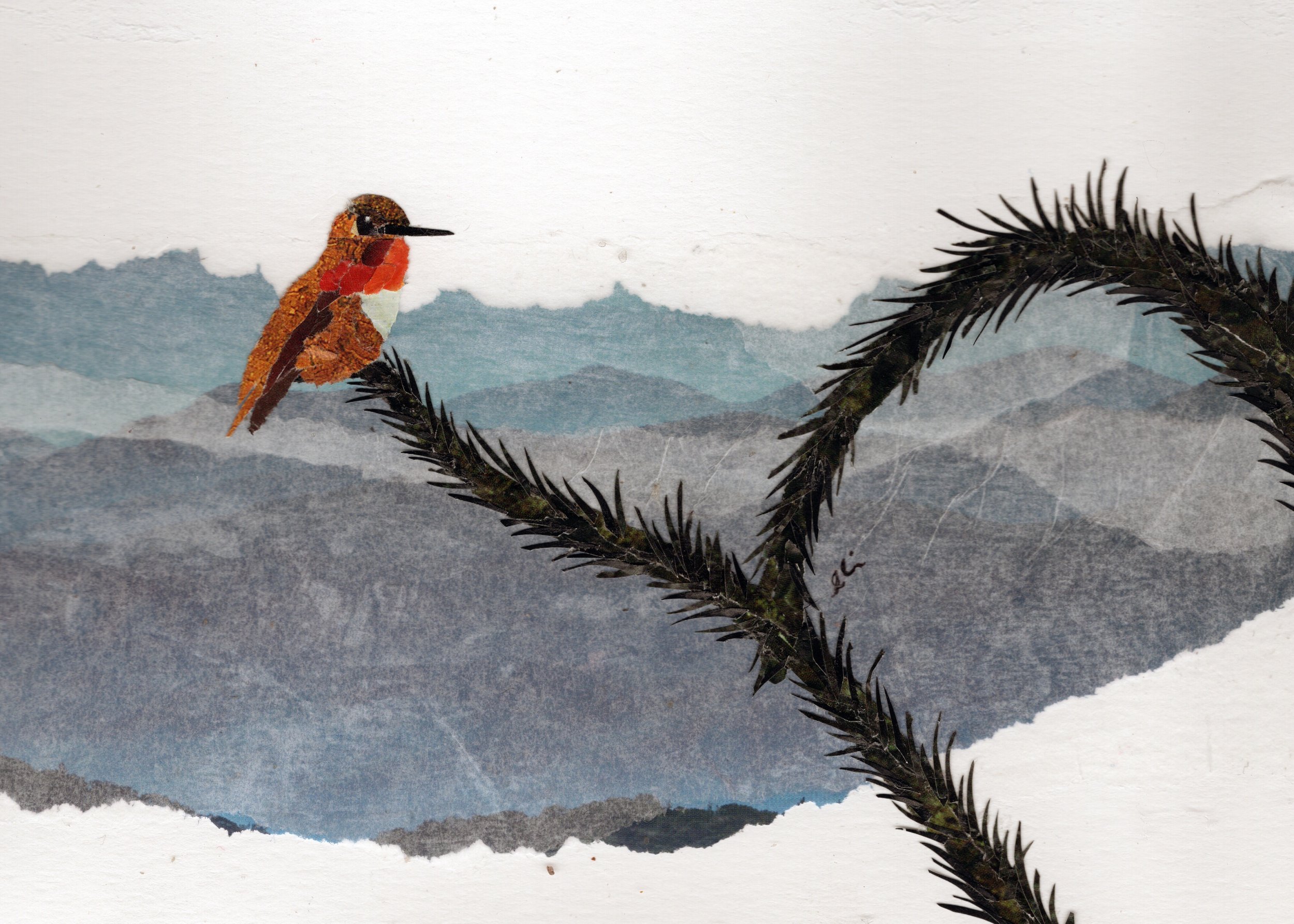 Male Rufous Hummingbird Sitting on a Twisty Everygreen Branch
