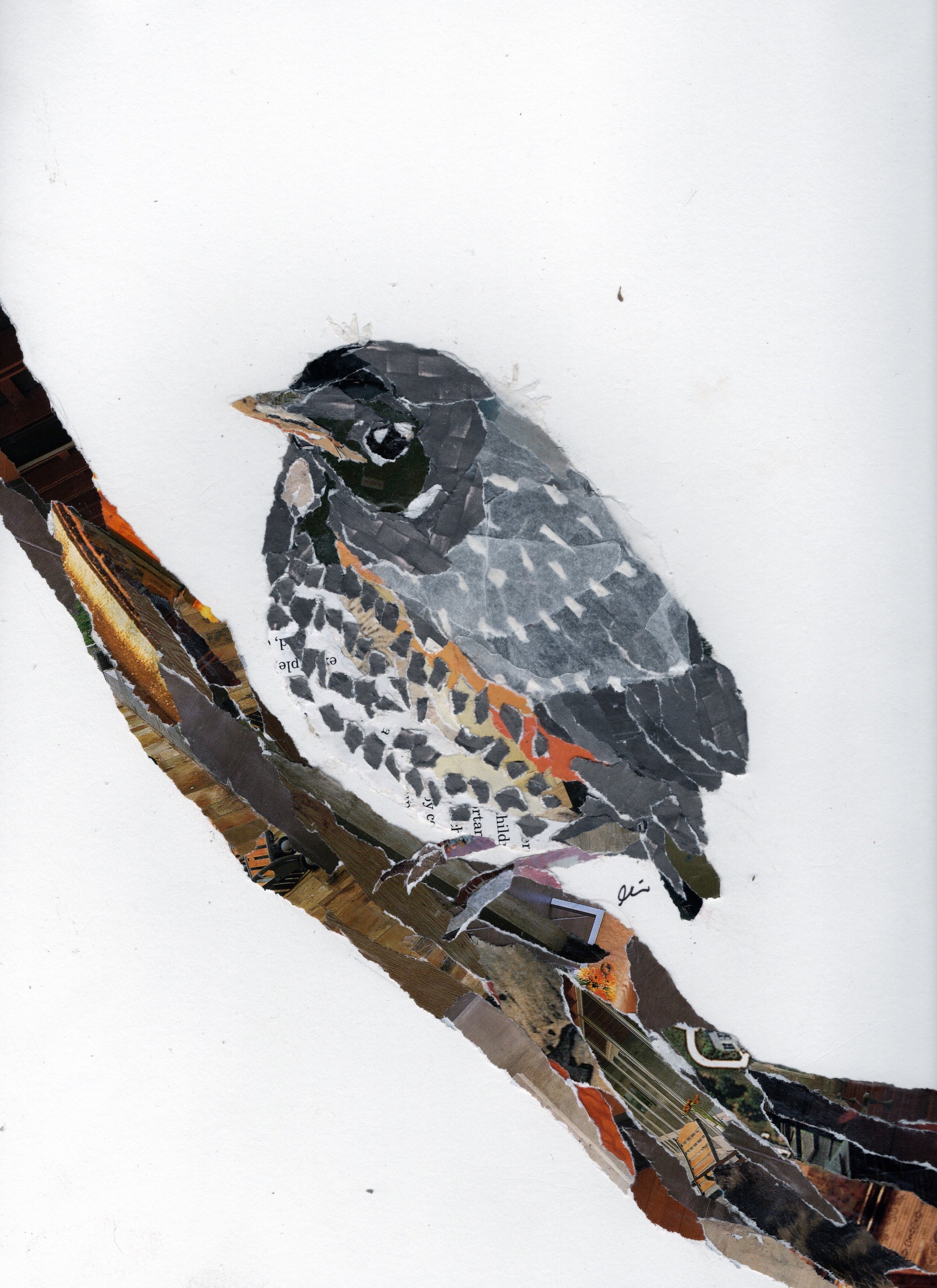 Baby Robin on a Branch