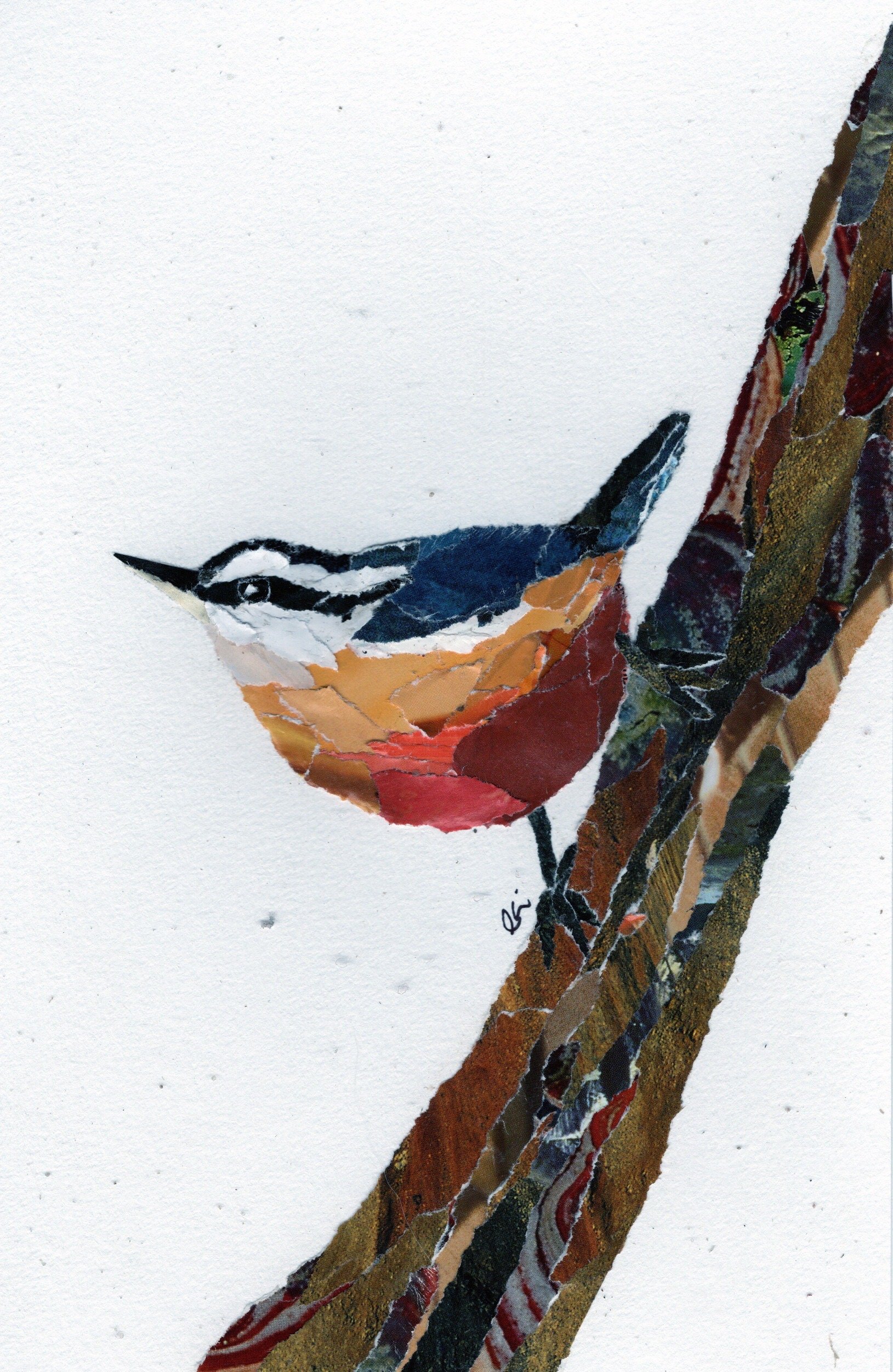 Red Breasted Nuthatch on a Tree Trunk