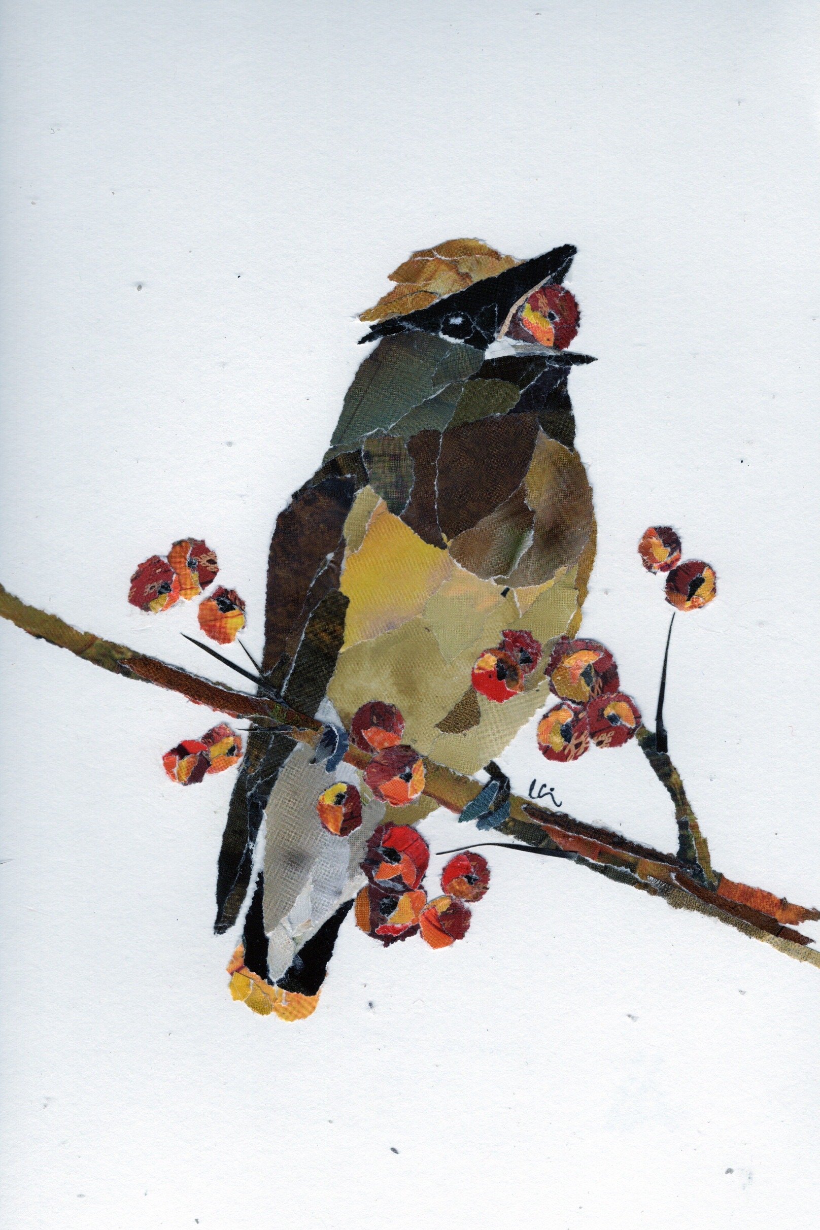 Cedar Waxwing Eating Berries