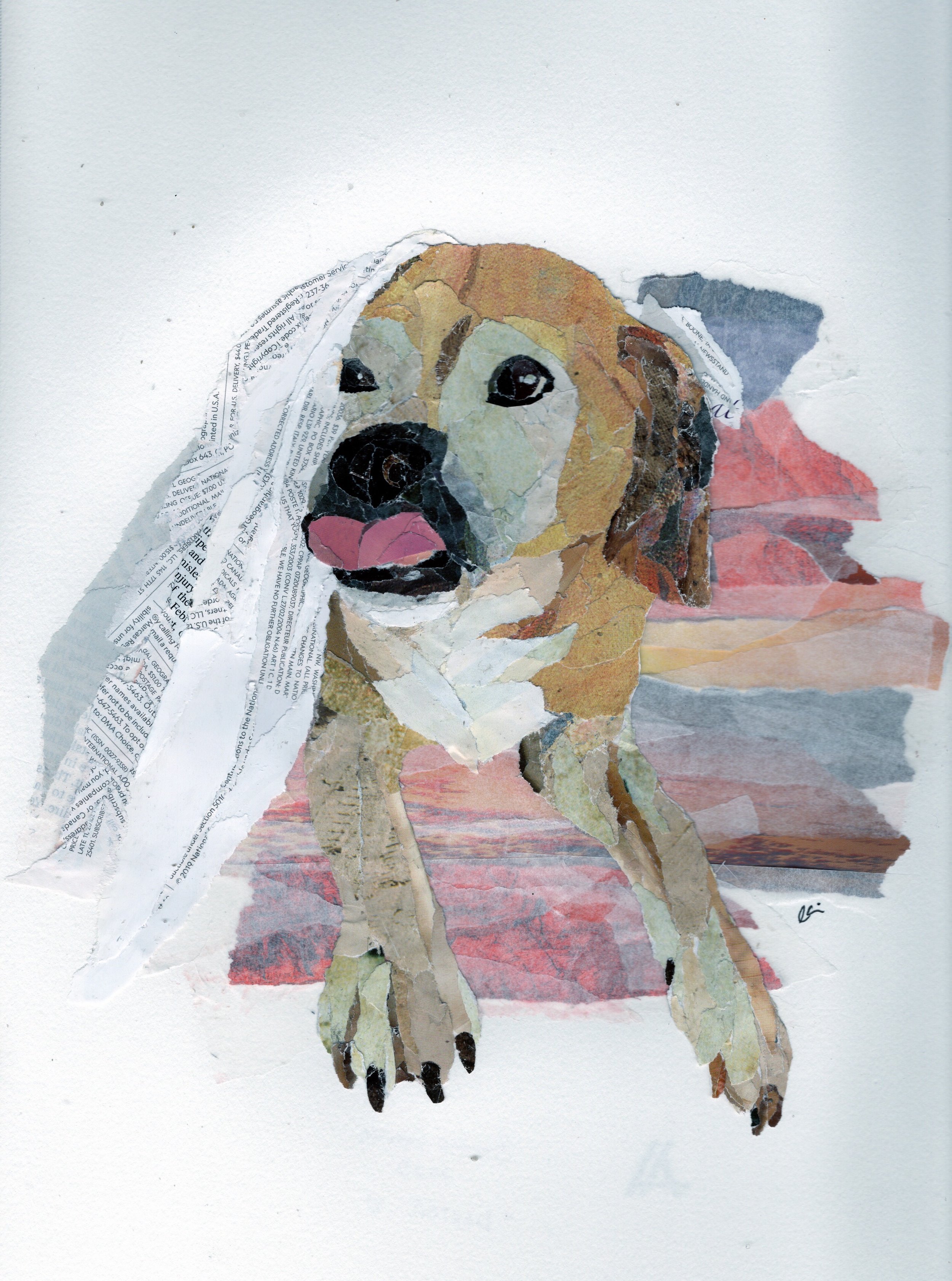 Small Brown Dog Sticking Out It's Tongue While Laying Under a White Blanket