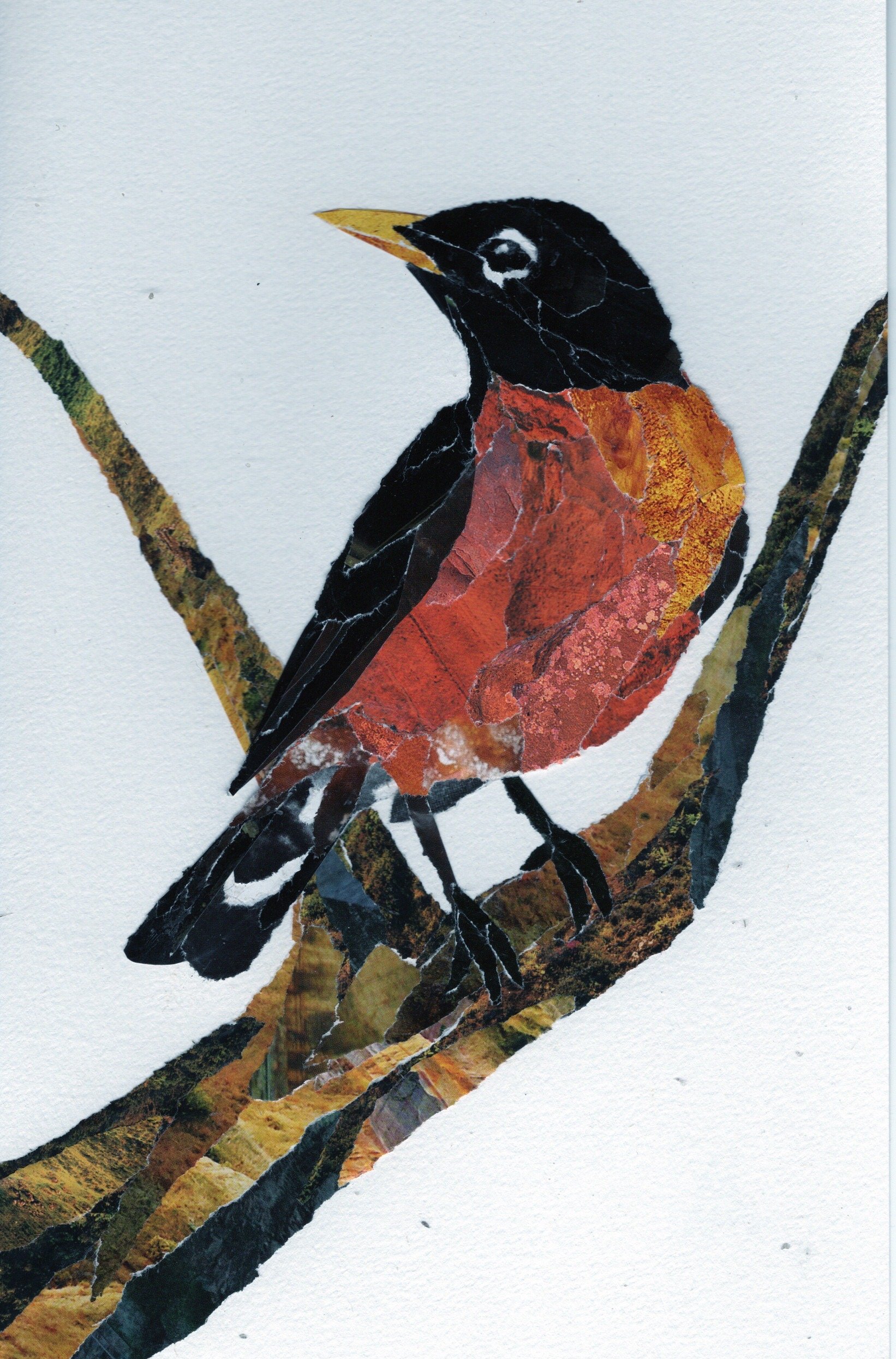 American Robin on a Branch