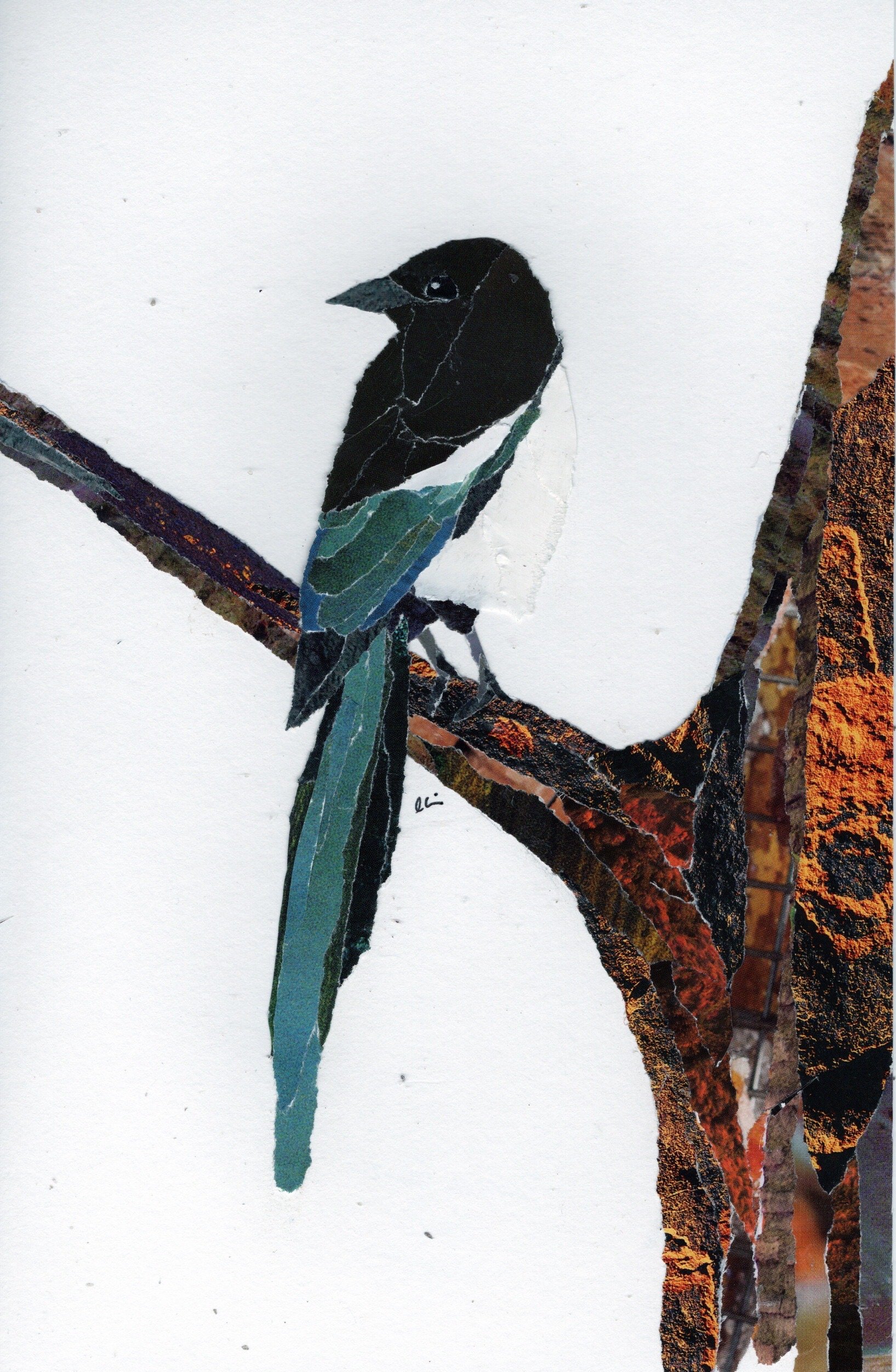 Black Billed Magpie in a Tree