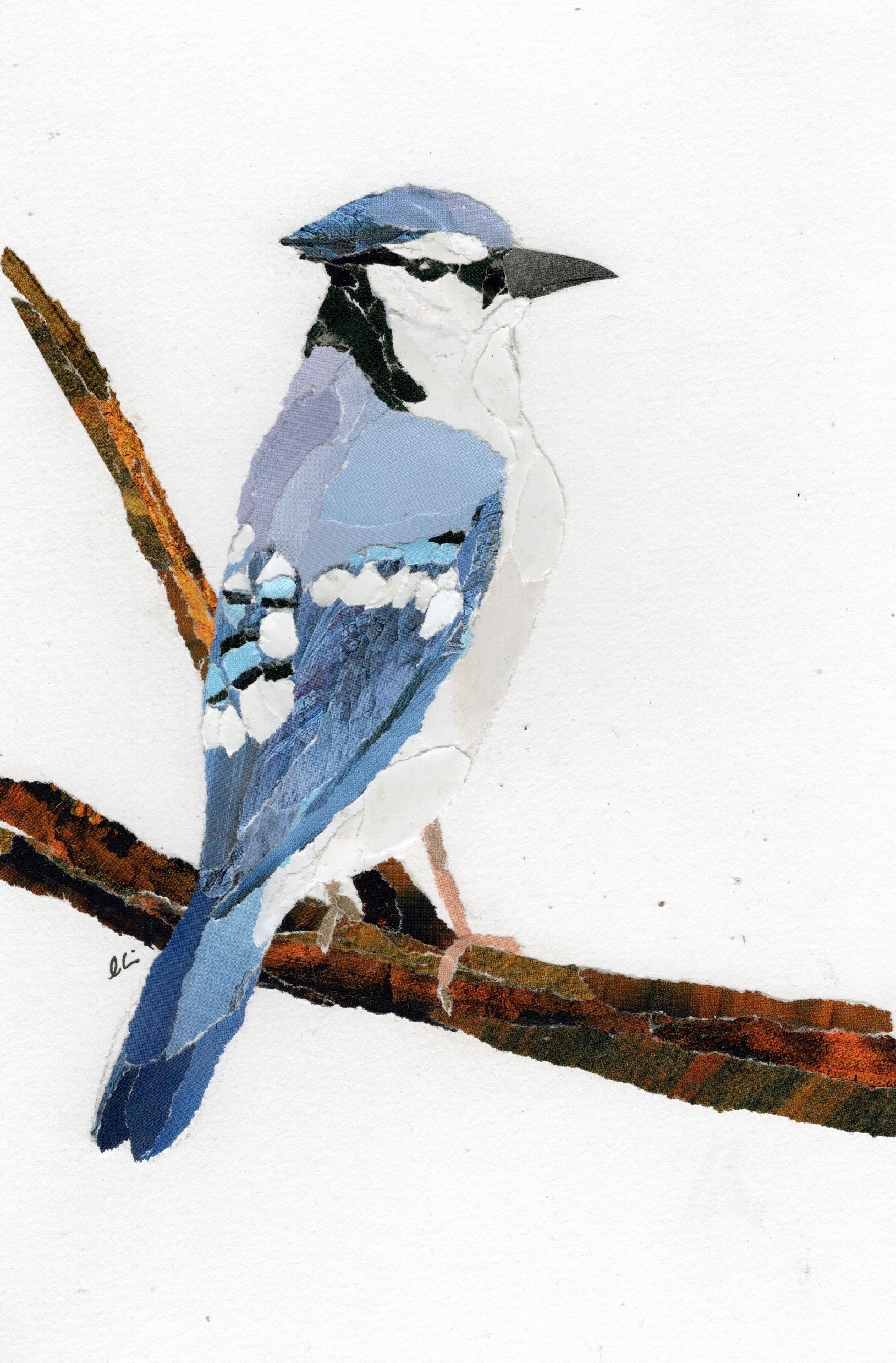 Blue Jay Sitting on a Branch